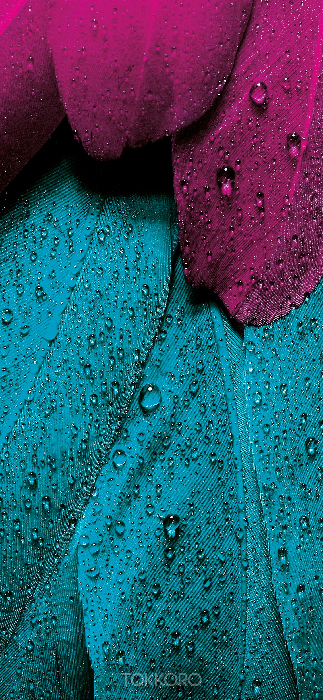Close-up of wet magenta and teal feathers HD Phone Wallpaper