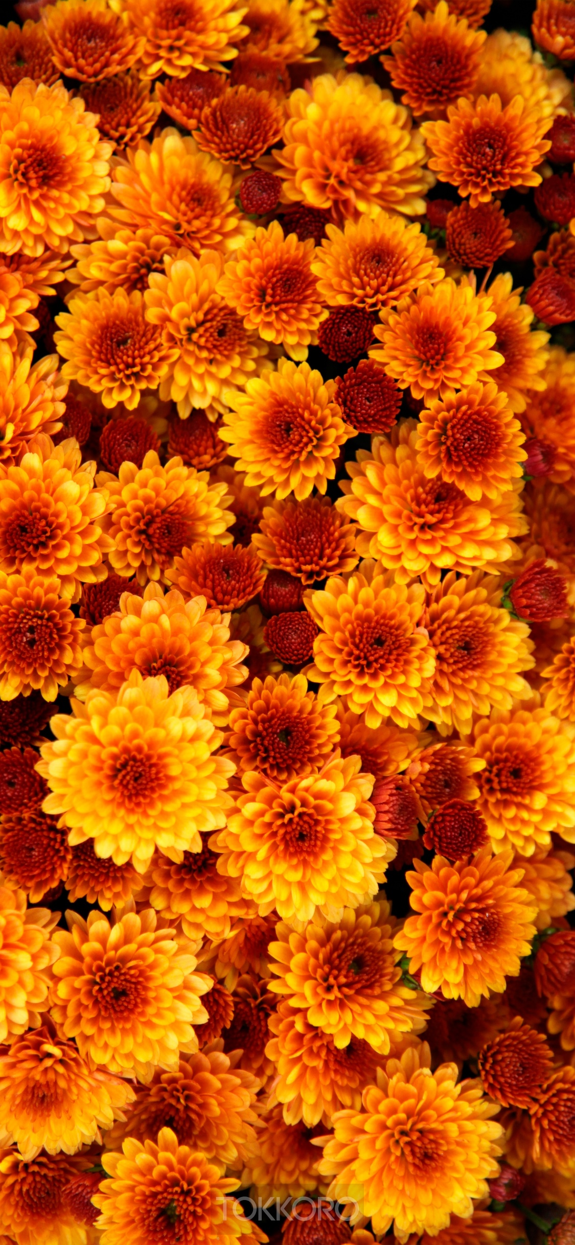 Close-up of orange and red chrysanthemums HD Phone Wallpaper