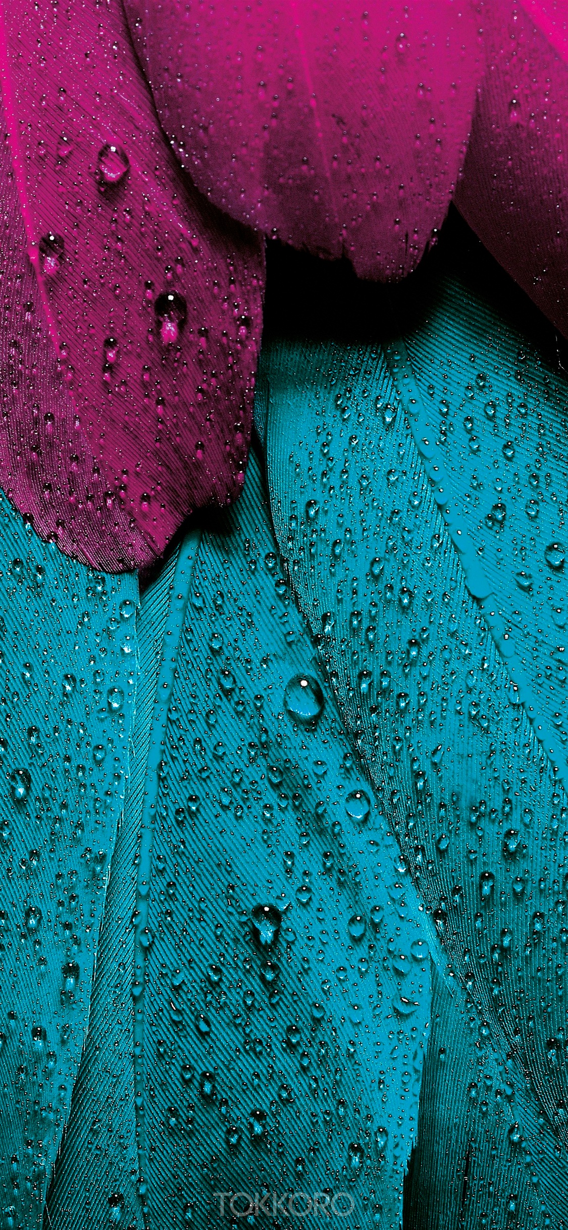Close-up of wet magenta and teal feathers HD Phone Wallpaper