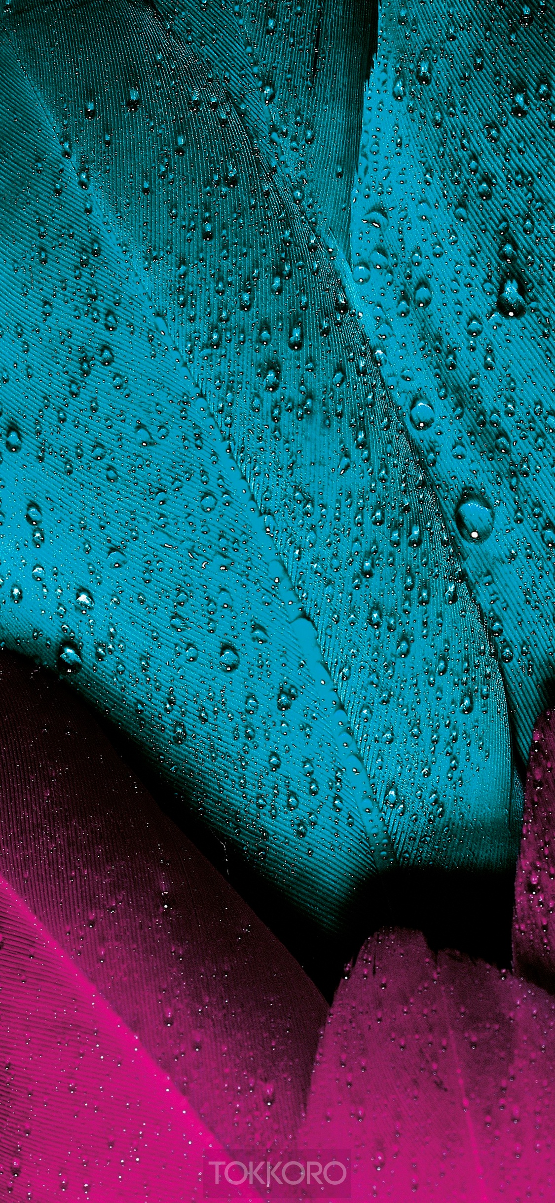Close-up of teal and pink feathers with water droplets HD Phone Wallpaper