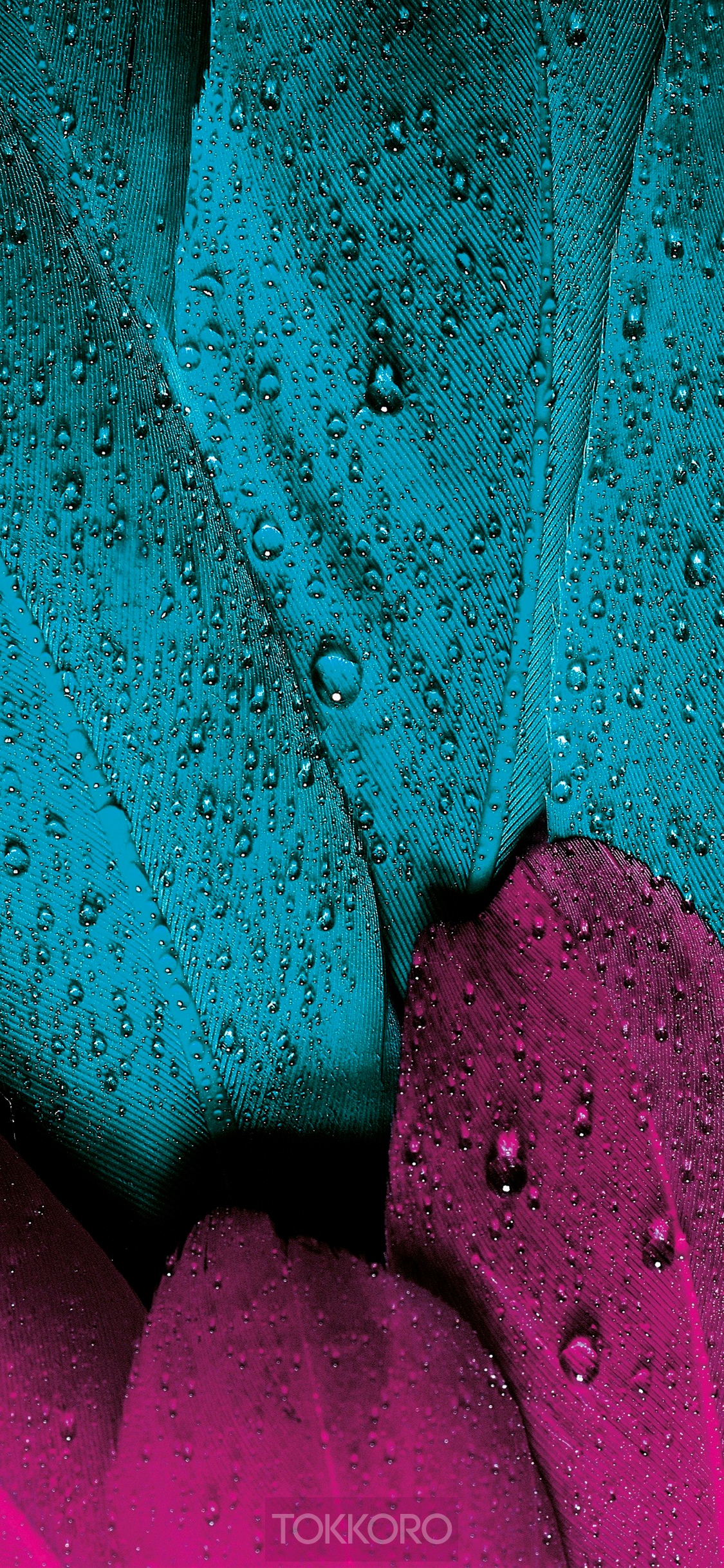 Close-up of wet teal and magenta feathers HD Phone Wallpaper
