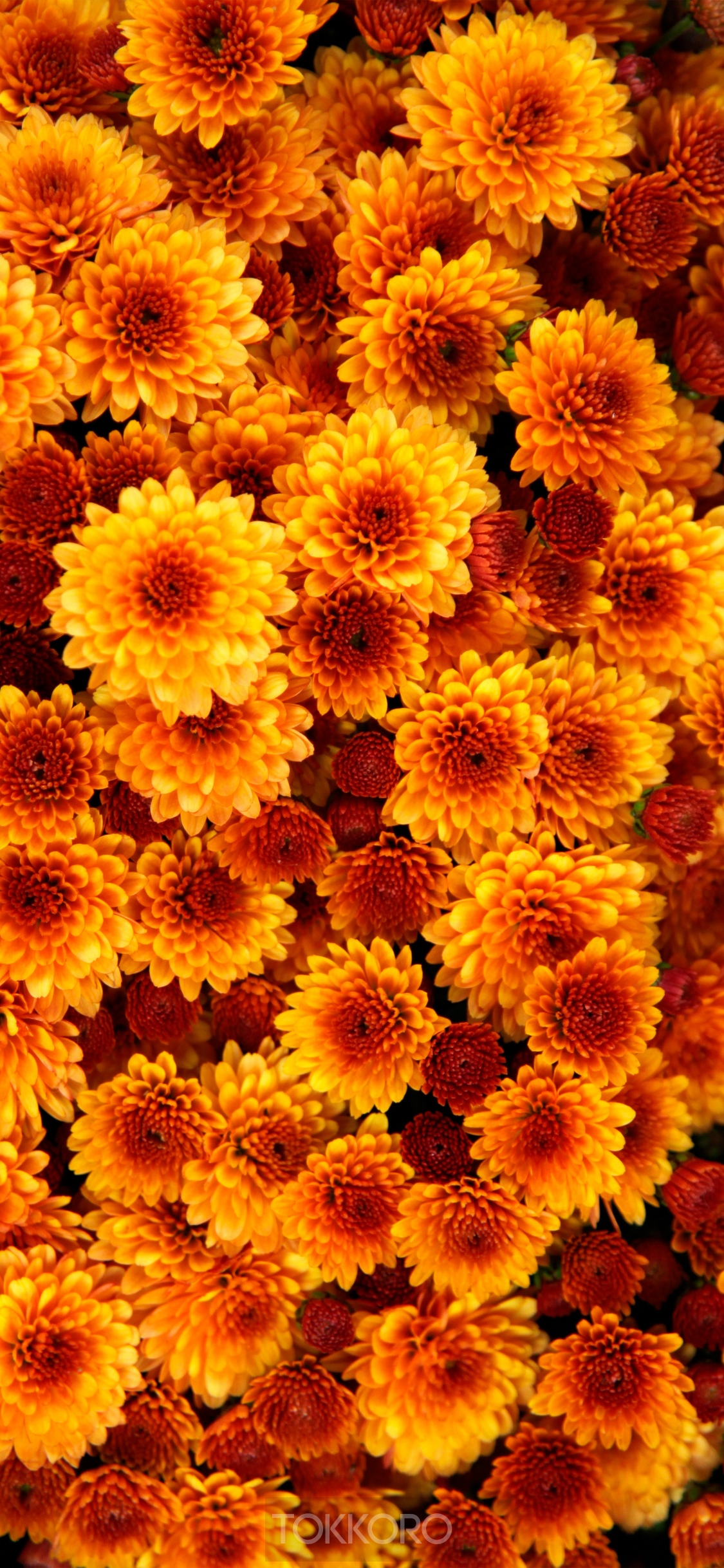 Orange and red chrysanthemum flowers close-up HD Phone Wallpaper