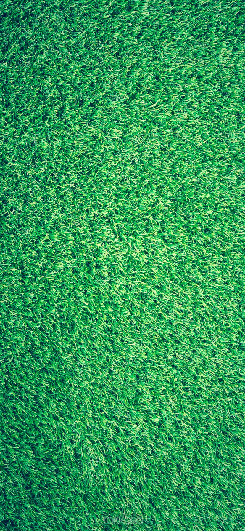 Green grass texture HD Phone Wallpaper