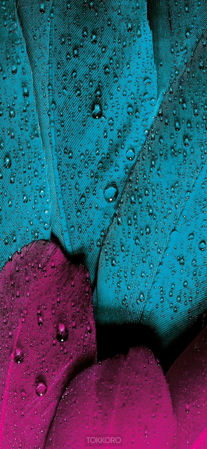 Close-up of wet teal and magenta feathers HD Phone Wallpaper