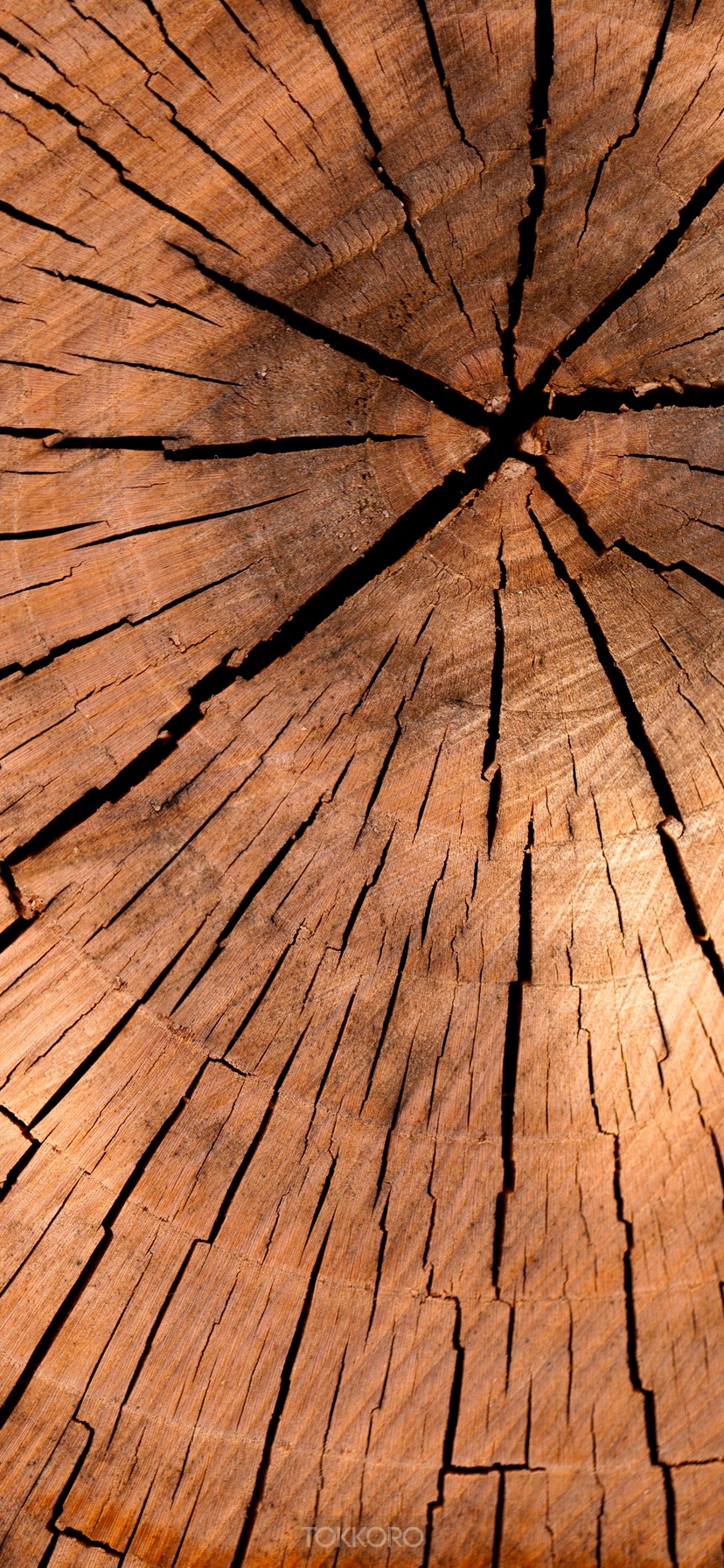 Close-up of a cracked wood log cross-section HD Phone Wallpaper