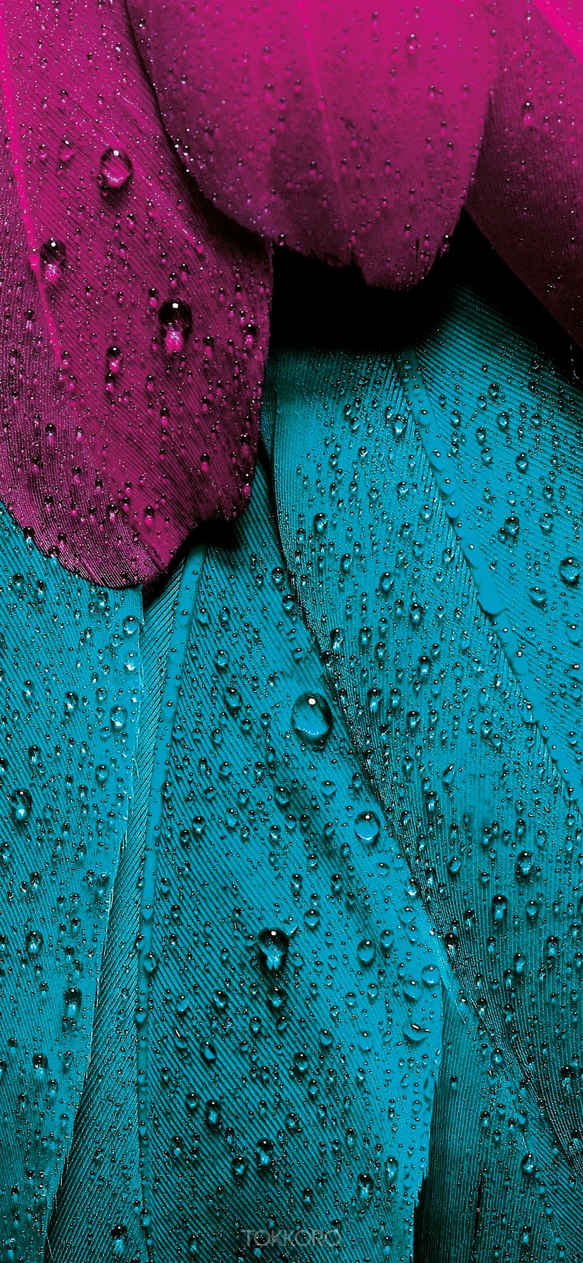 Close-up of wet magenta and teal feathers HD Phone Wallpaper