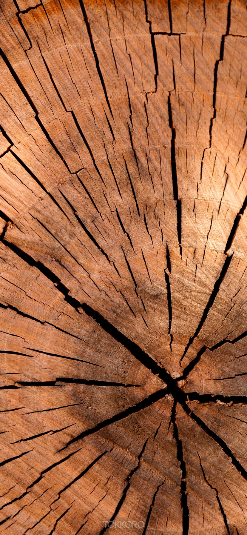 Close-up of a cracked wood log cross-section HD Phone Wallpaper
