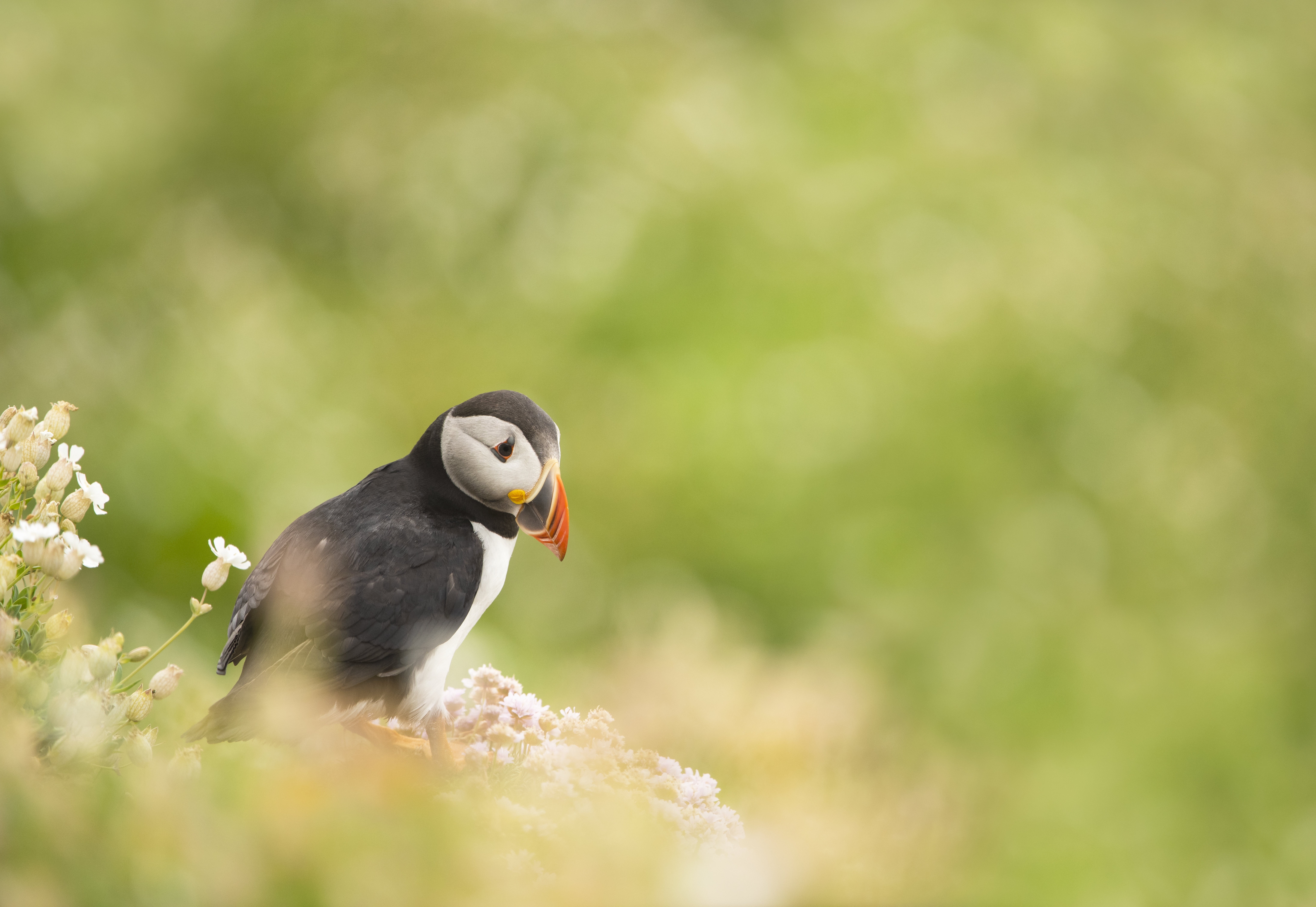 Puffin bird on a grassy cliffside HD Wallpaper