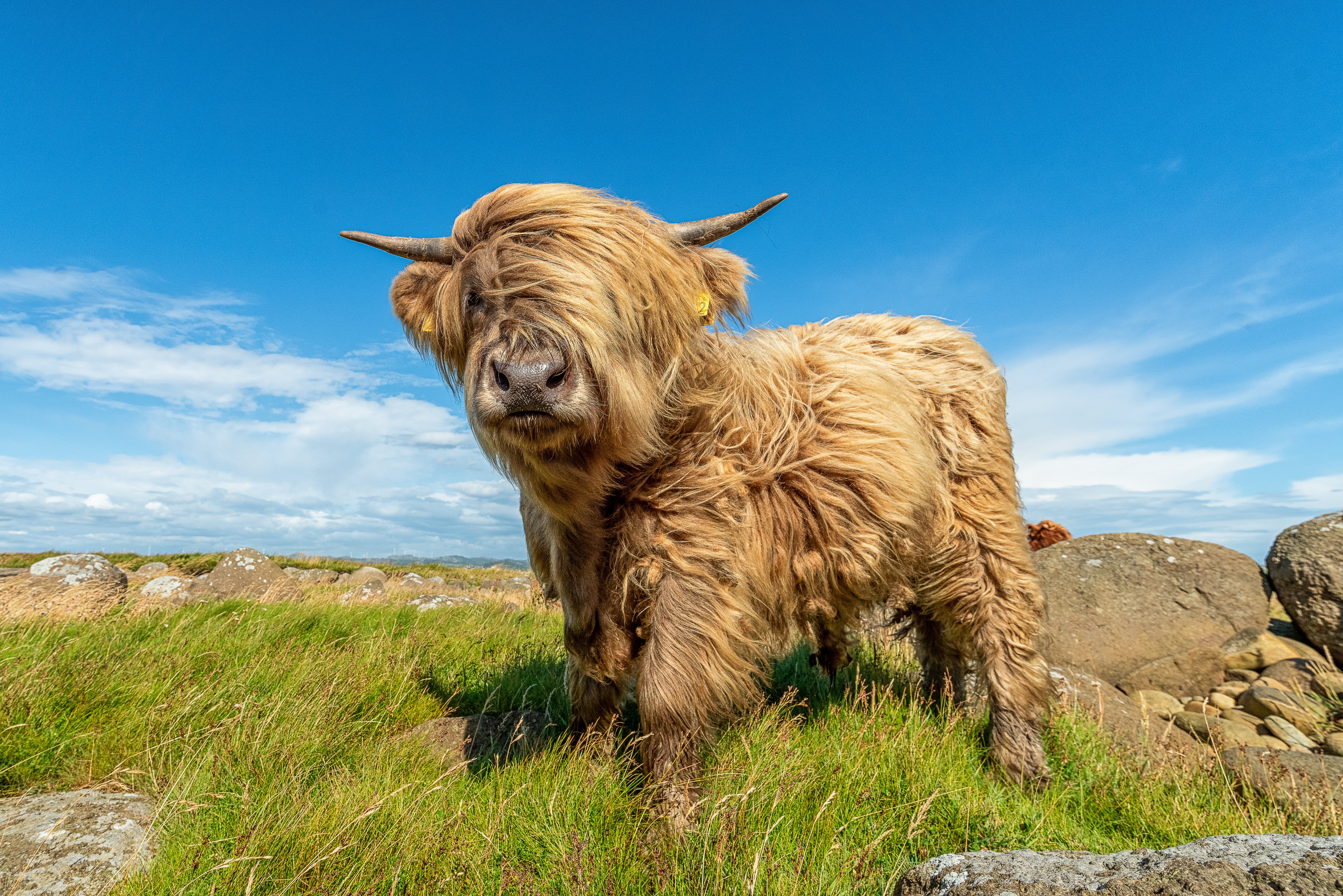 Highland cow in a grassy field under a blue sky HD Wallpaper