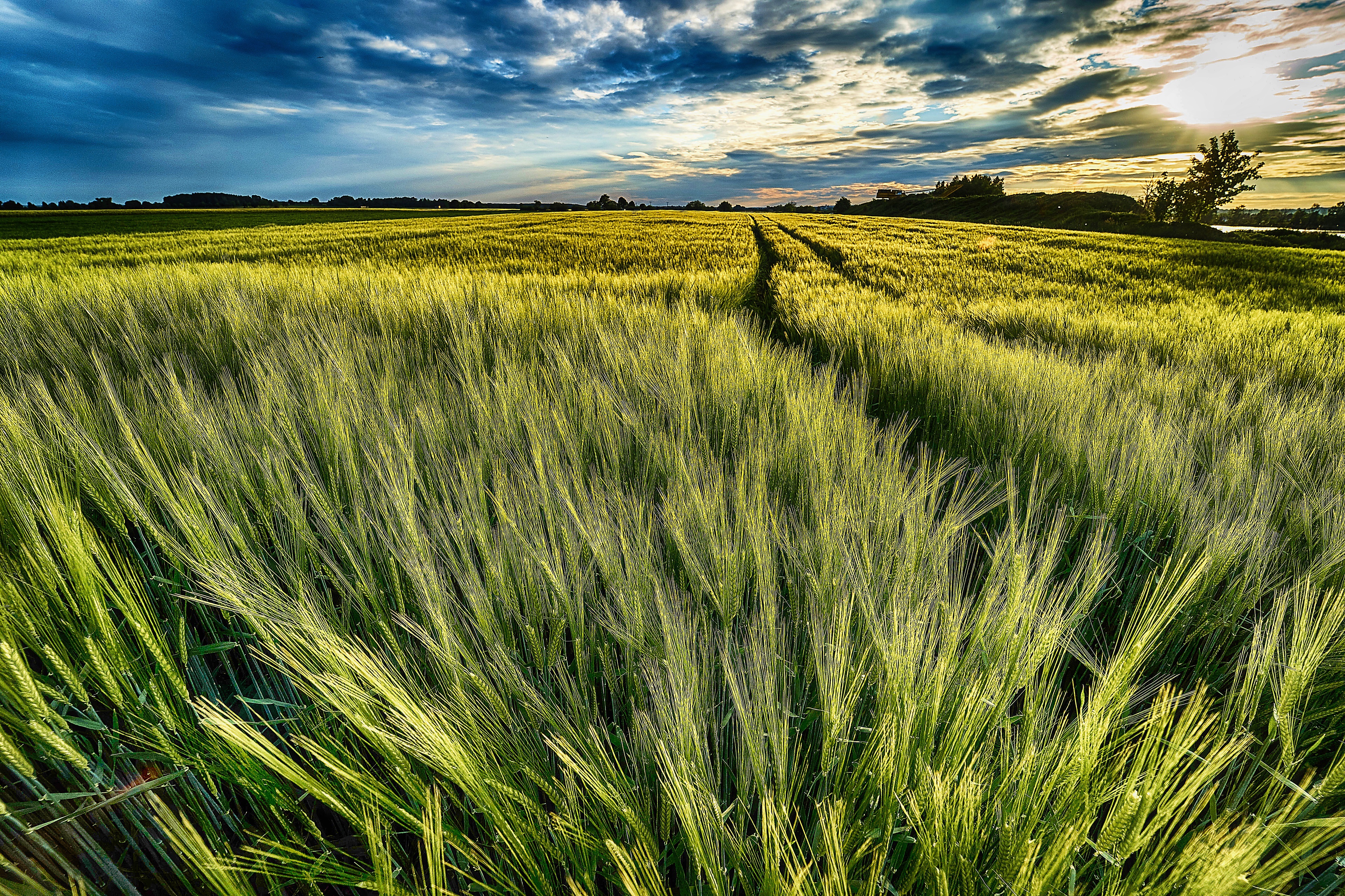 Wheat field at sunset with dramatic clouds HD Wallpaper