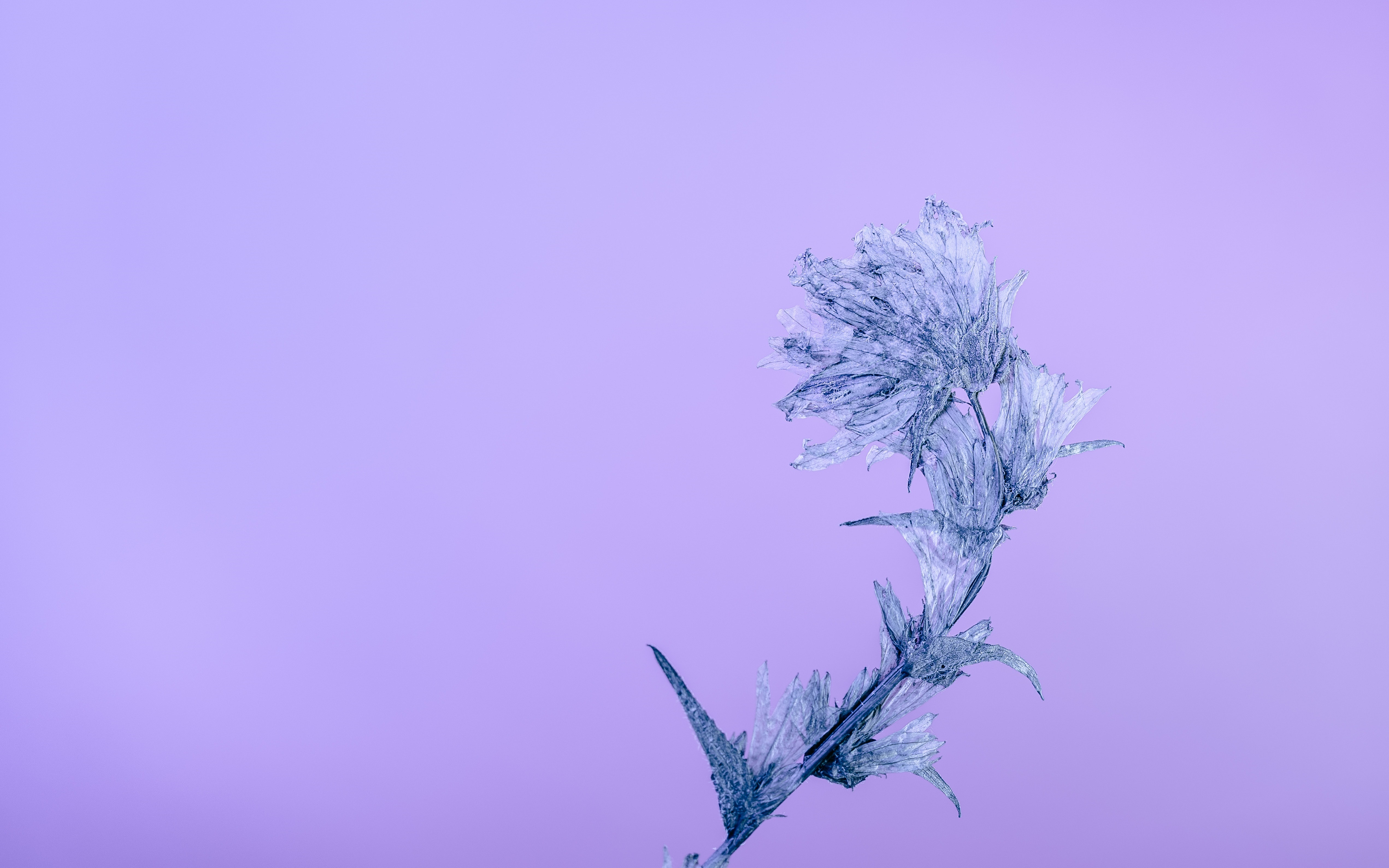 Frosty plant on purple background 4K HD Wallpaper