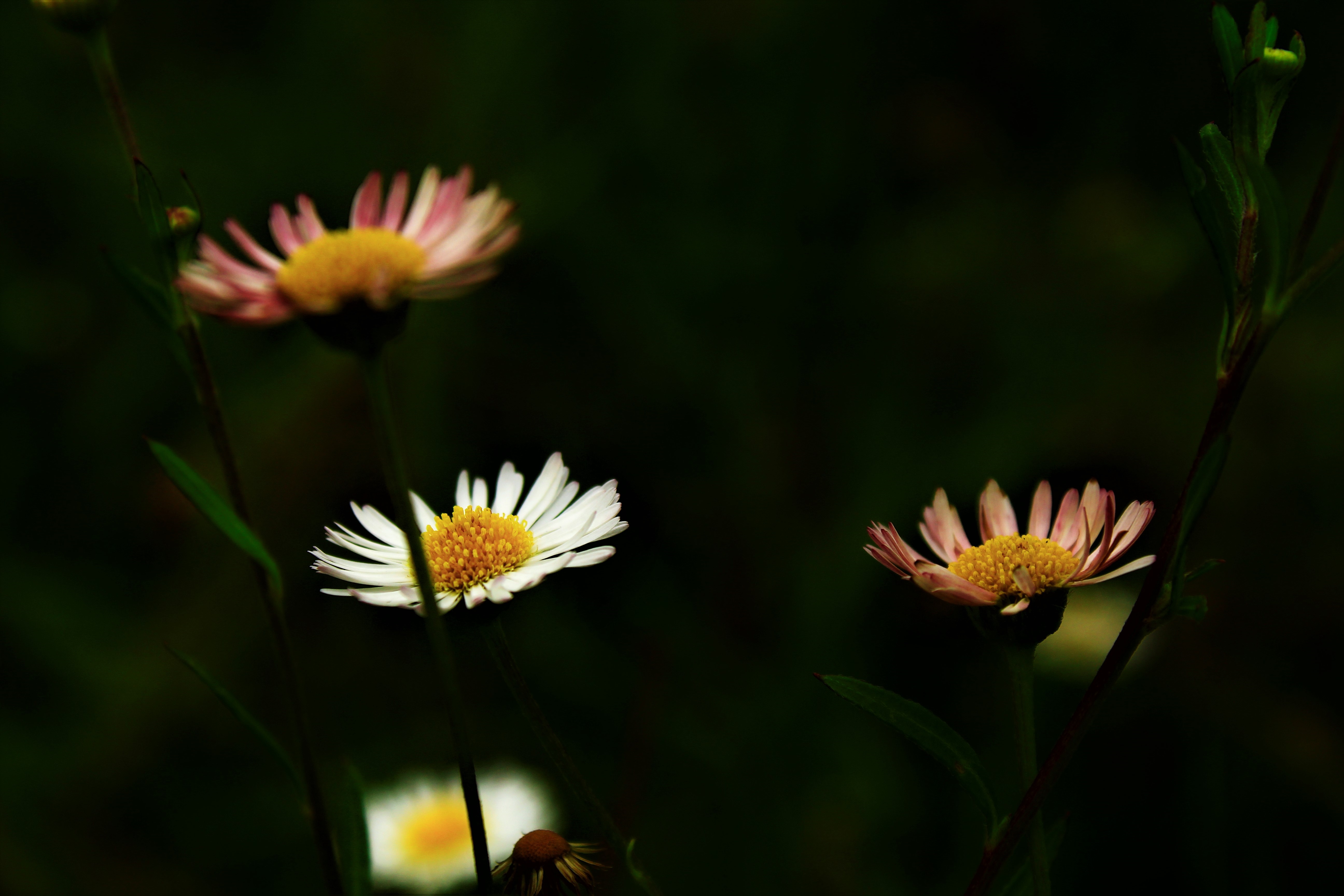 Flowers 4K HD Wallpaper