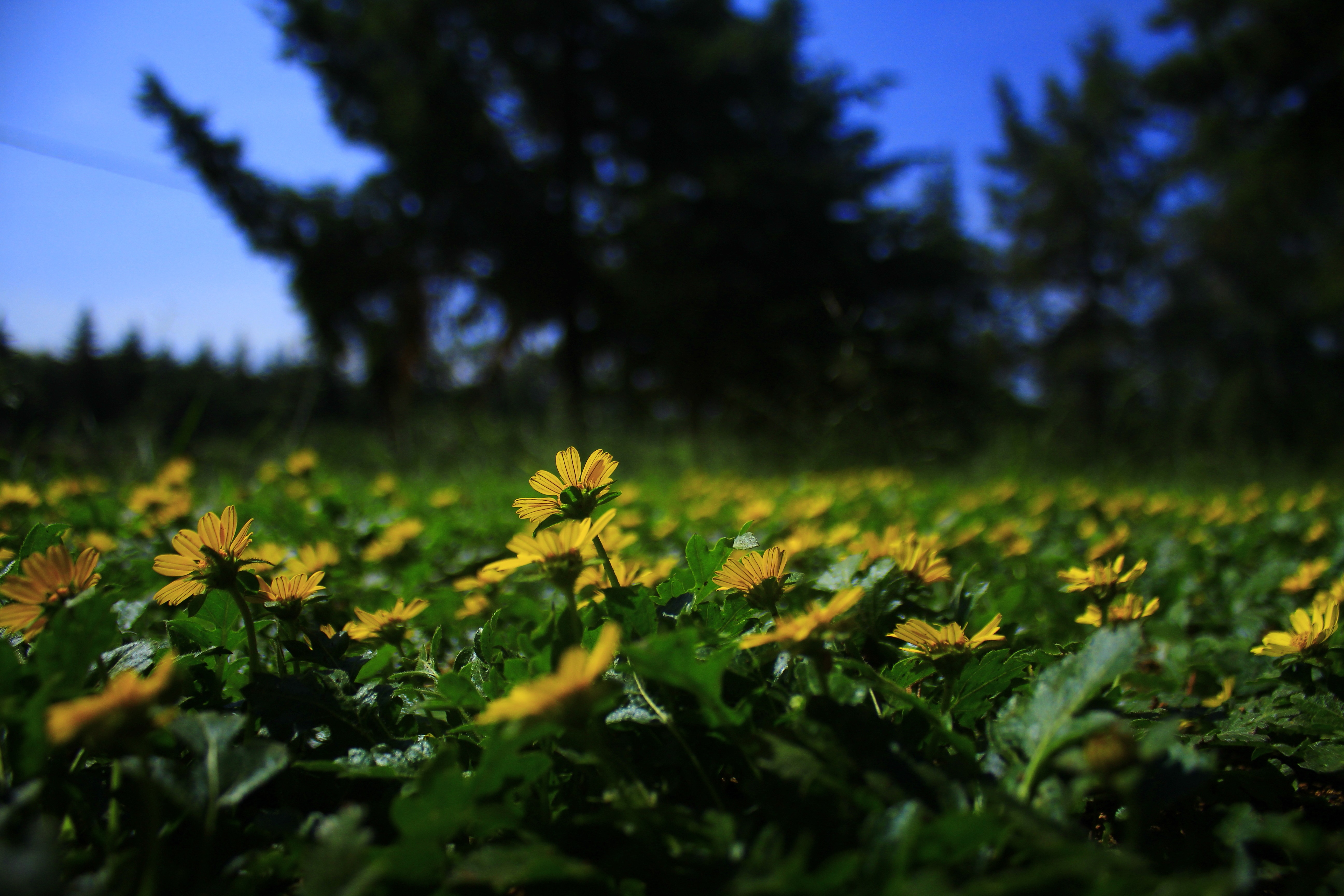 Field of yellow flowers with trees and blue sky HD Wallpaper