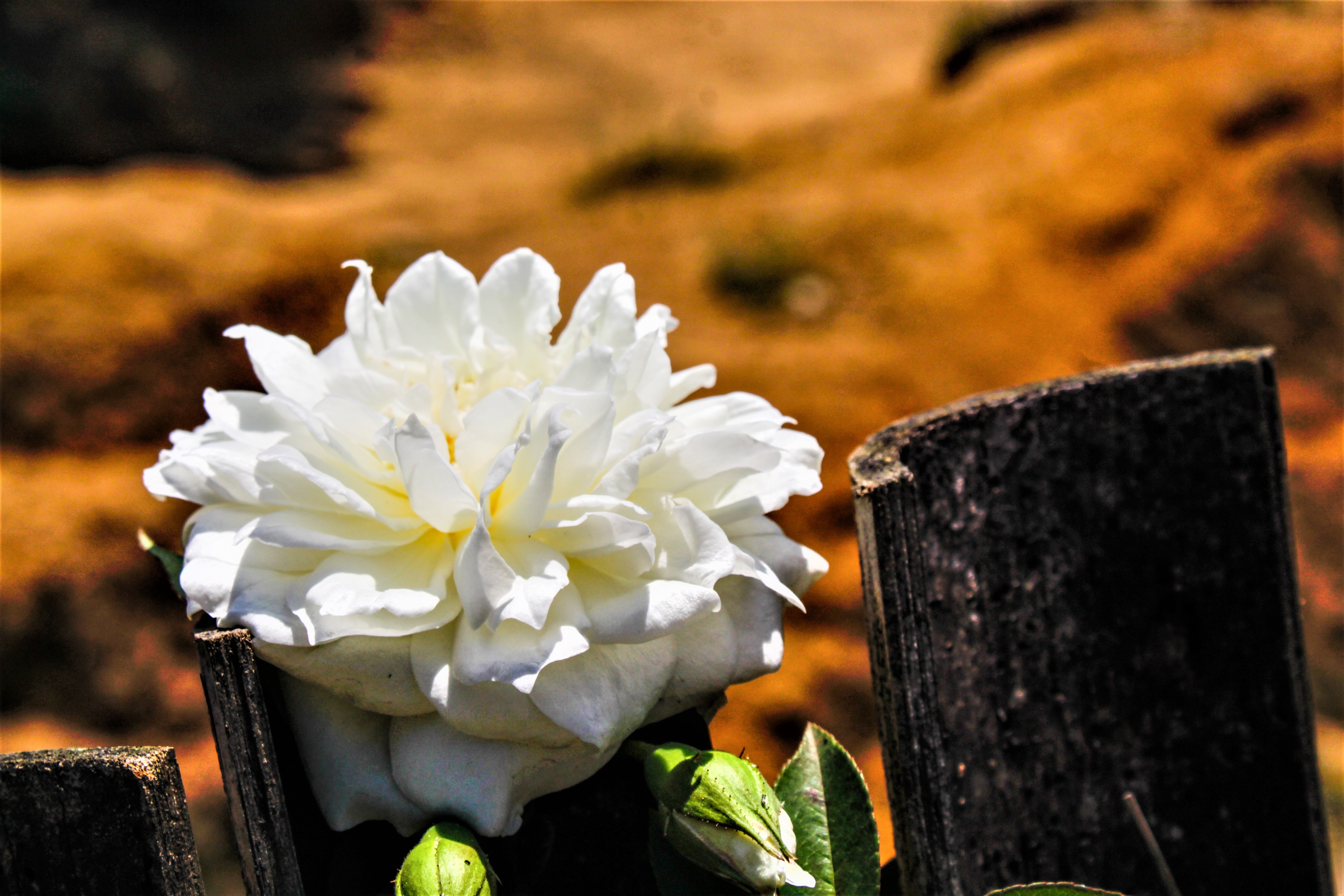 White Rose Flower 4K HD Wallpaper