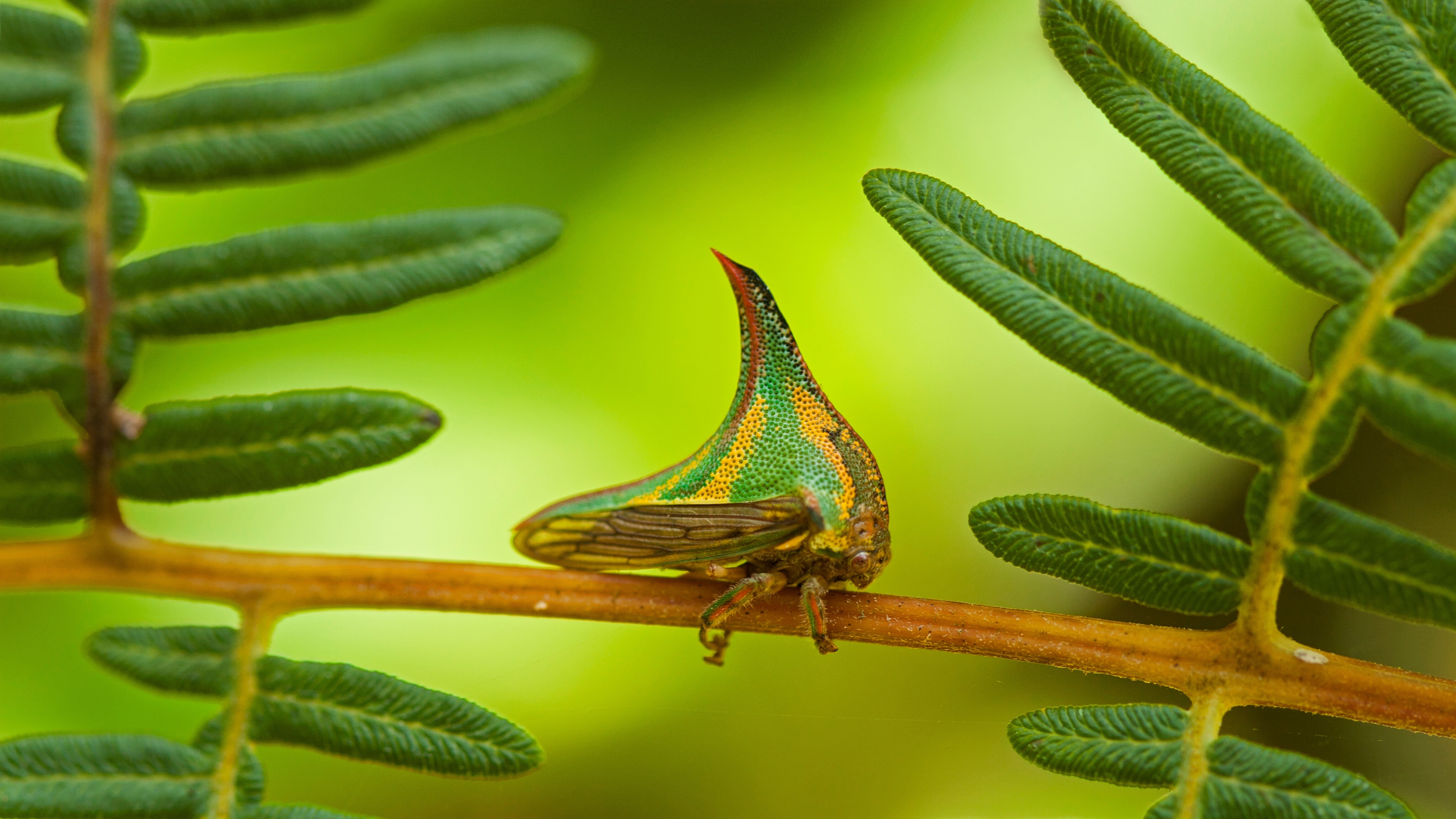 Thorn Bug on a Fern Branch in Pico Bonito National Park HD Wallpaper