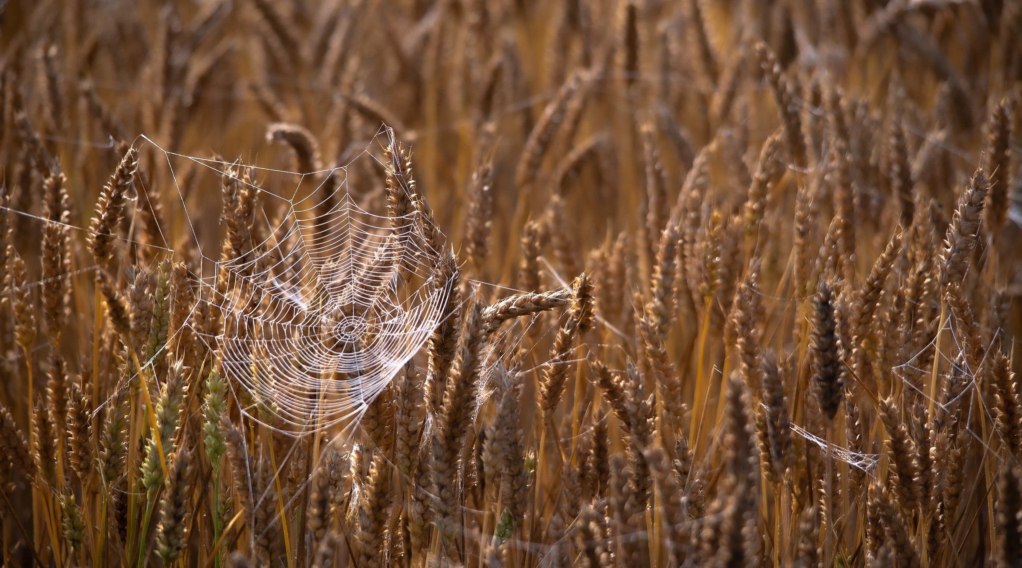 Spider web in a wheat field HD Wallpaper