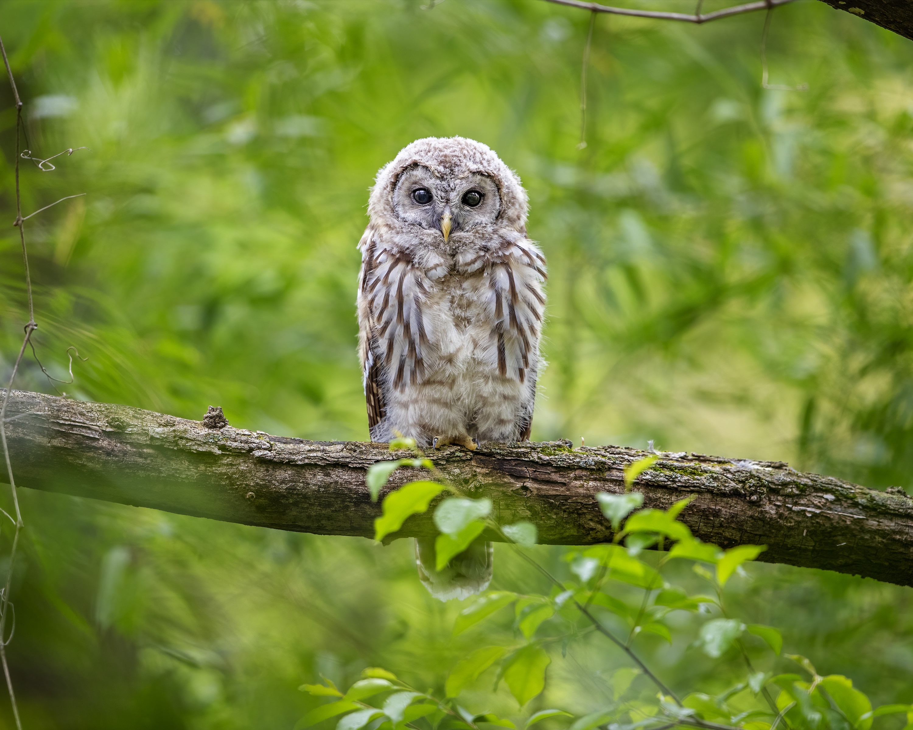 Young Barred Owl perched on a tree branch HD Wallpaper