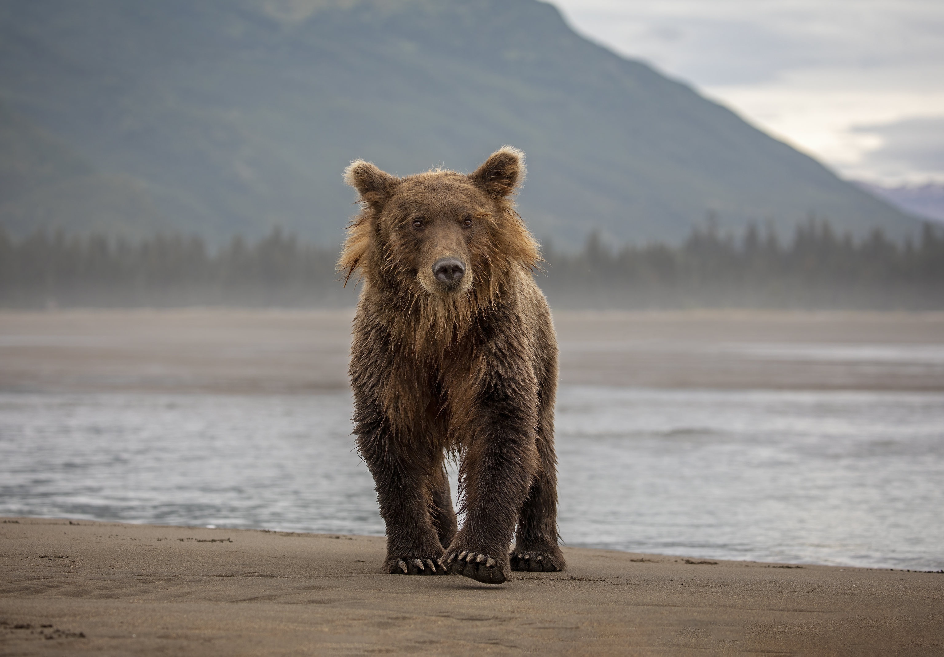 Brown bear walking on a sandy shore HD Wallpaper