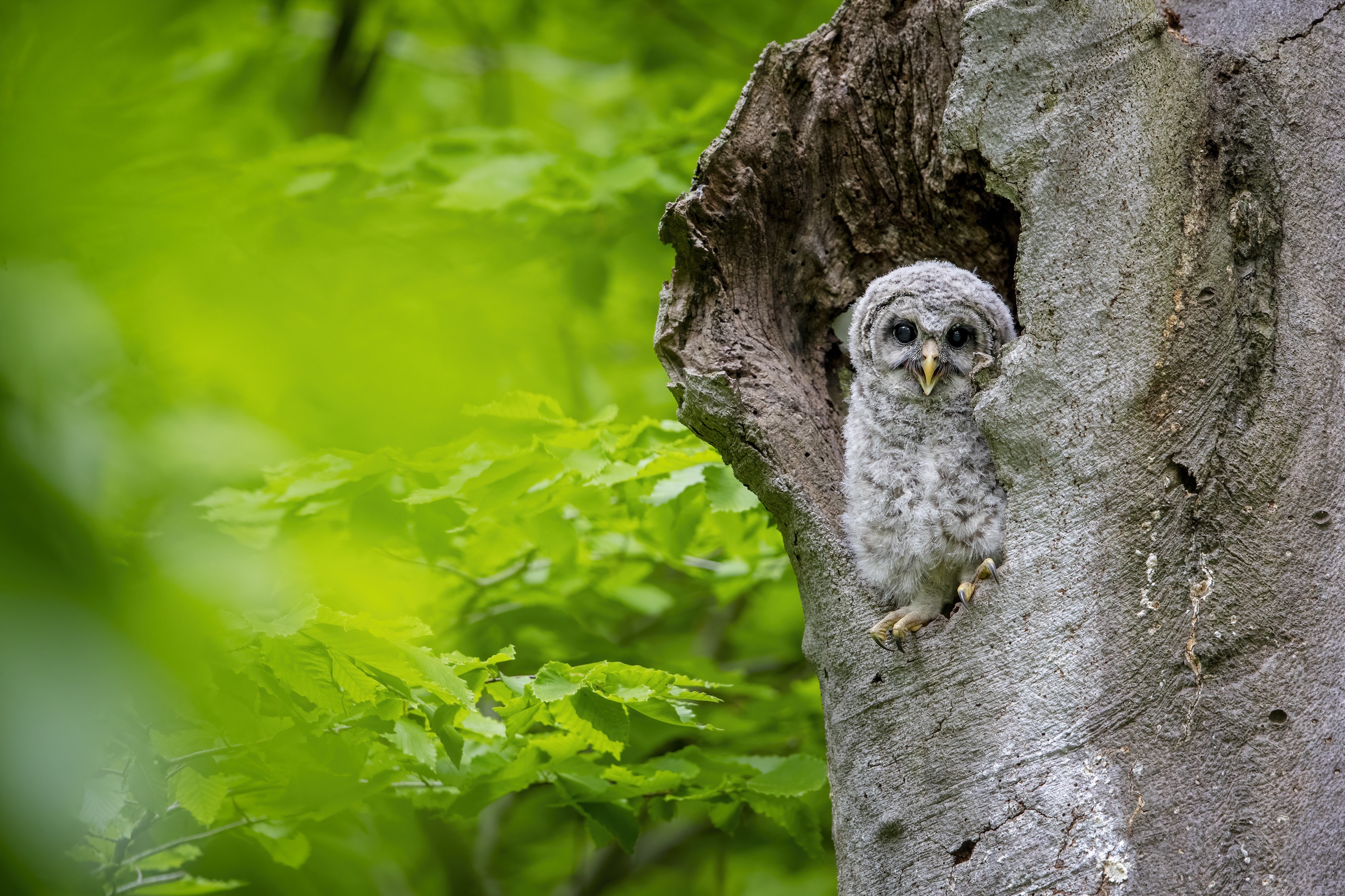 Baby owl in a tree hollow HD Wallpaper