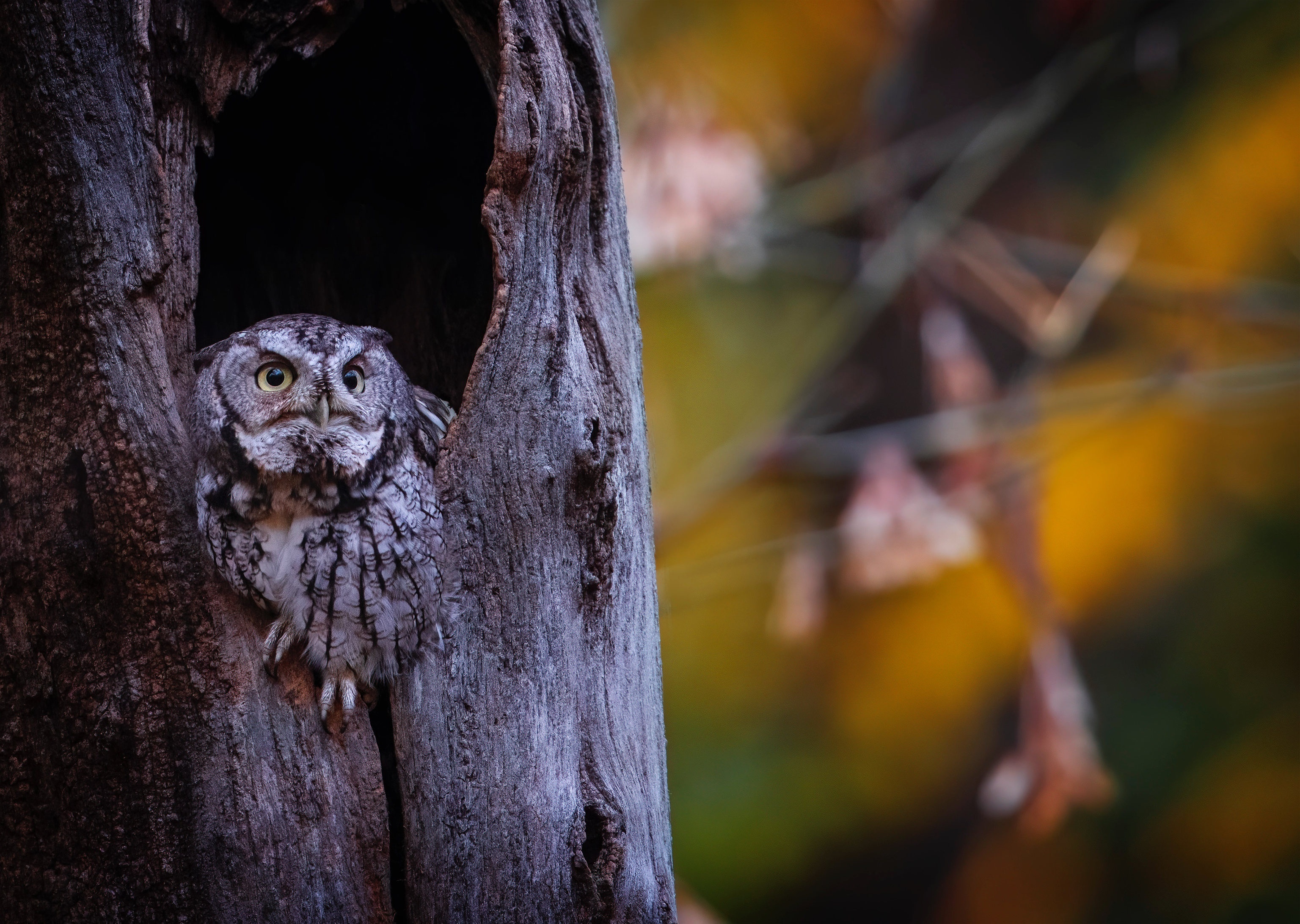 Eastern Screech Owl in a tree hollow HD Wallpaper