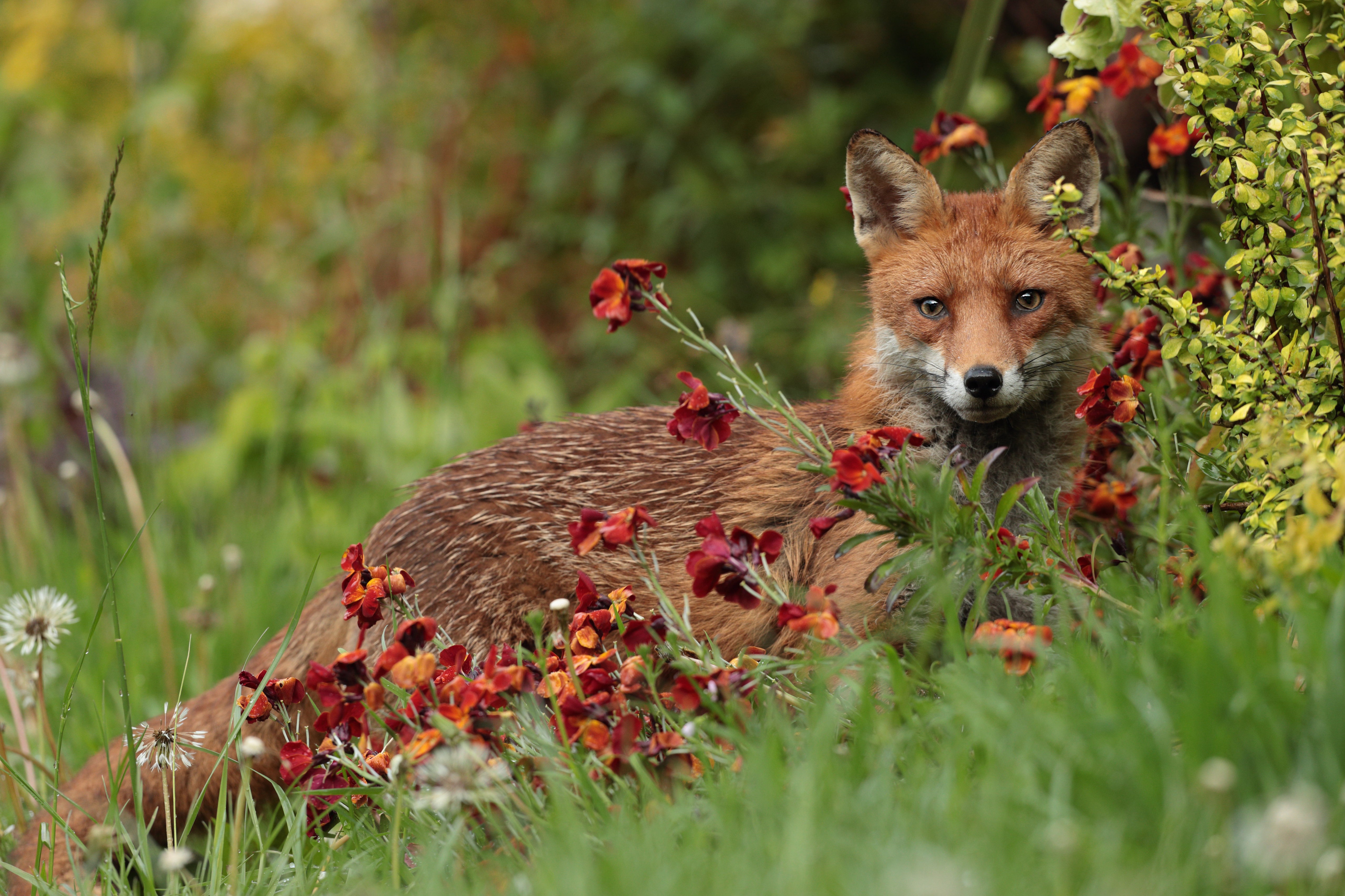 Red Fox in Flowers 4K HD Wallpaper