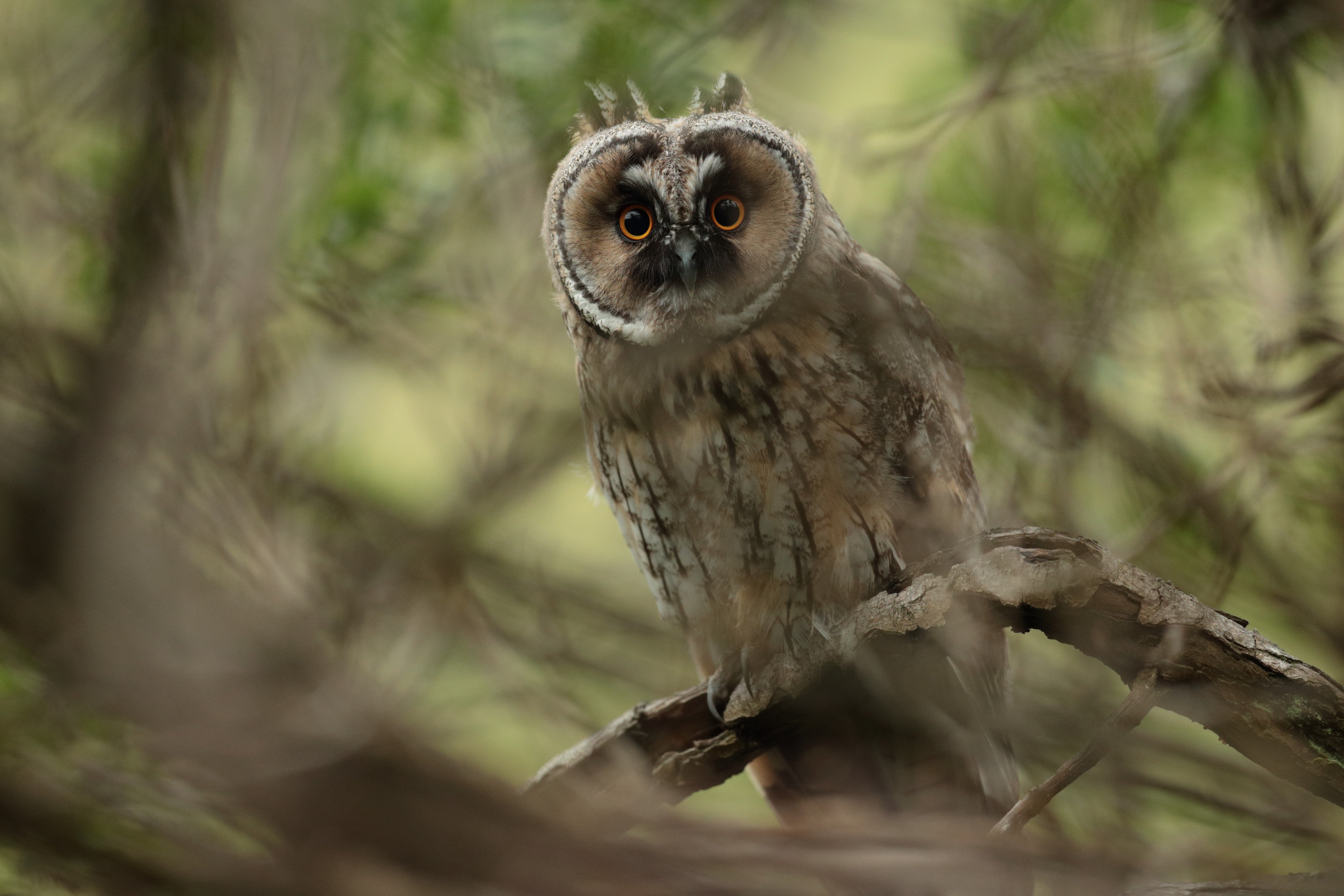 Long-Eared Owl perched on a branch HD Wallpaper
