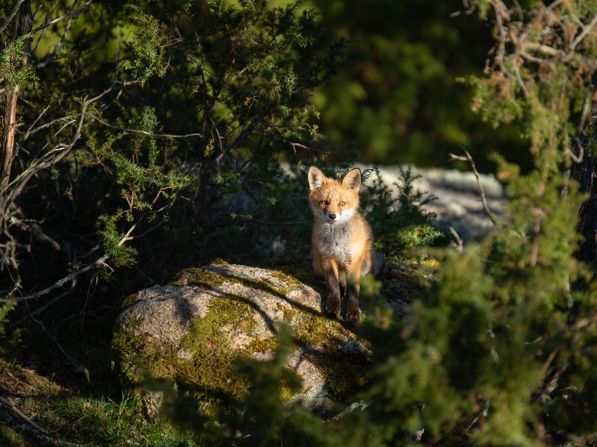 A fox sits on a mossy rock in a forest HD Wallpaper