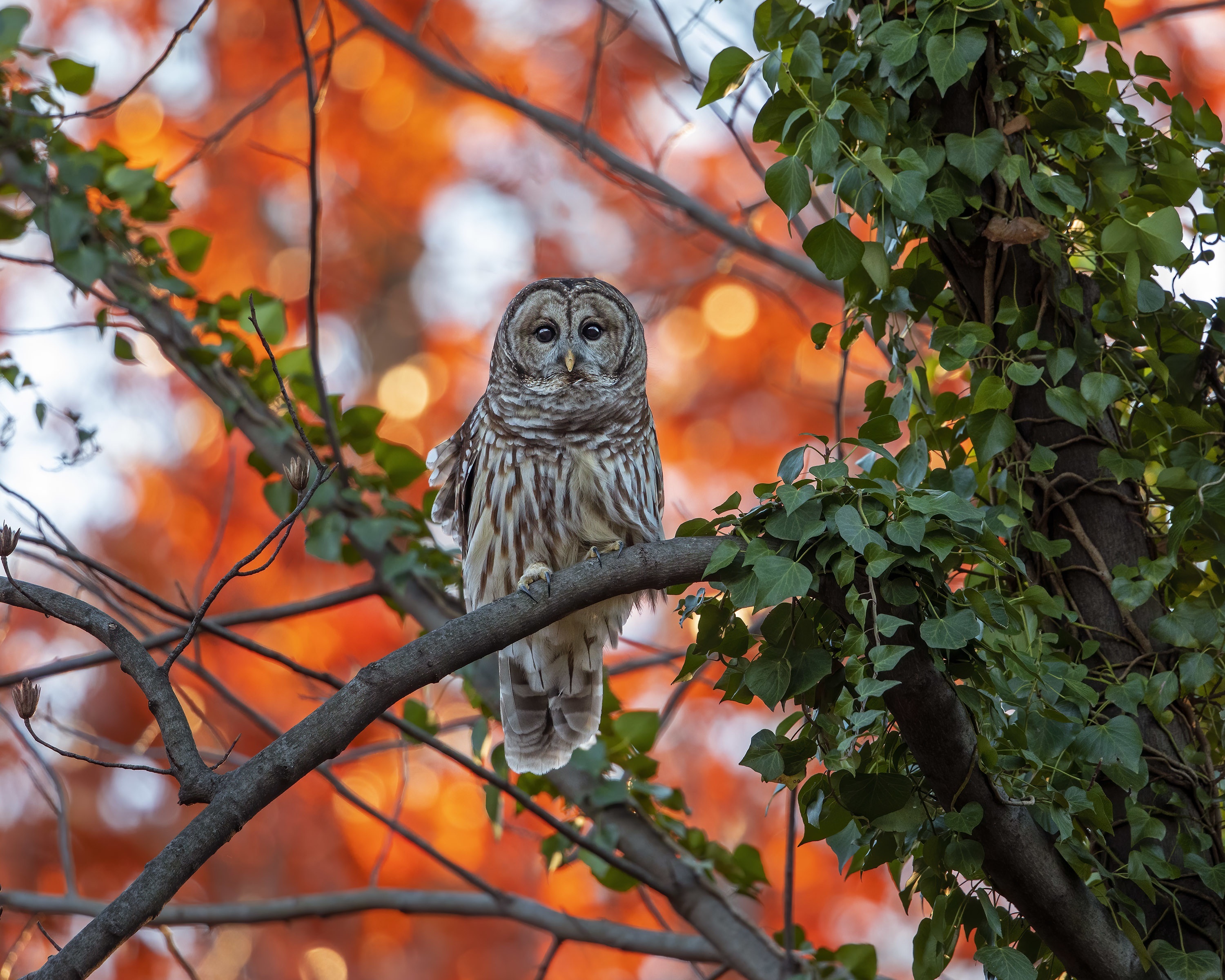Barred owl perched on a branch with autumn foliage HD Wallpaper