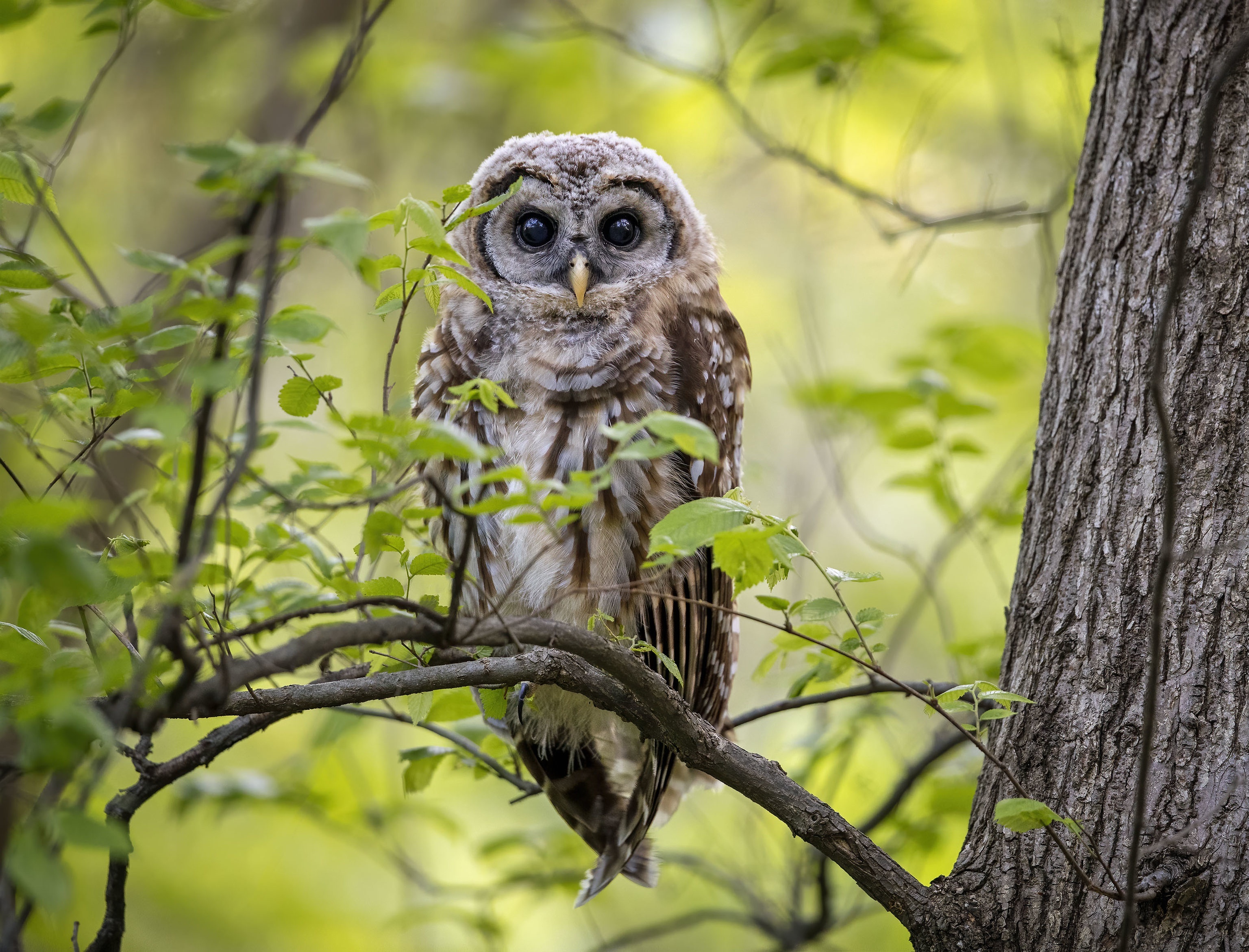 Young Barred Owl perched on a tree branch HD Wallpaper