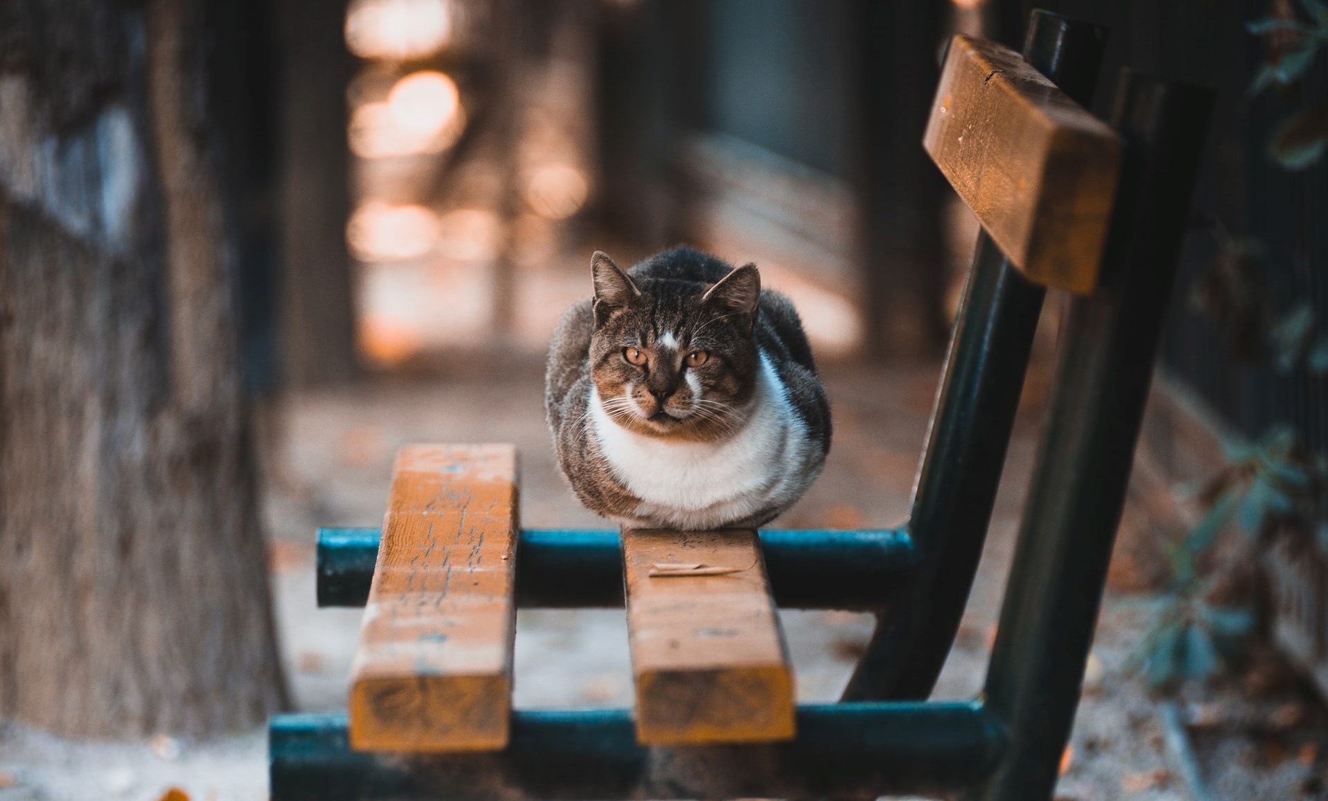 Cat sitting on a park bench HD Wallpaper