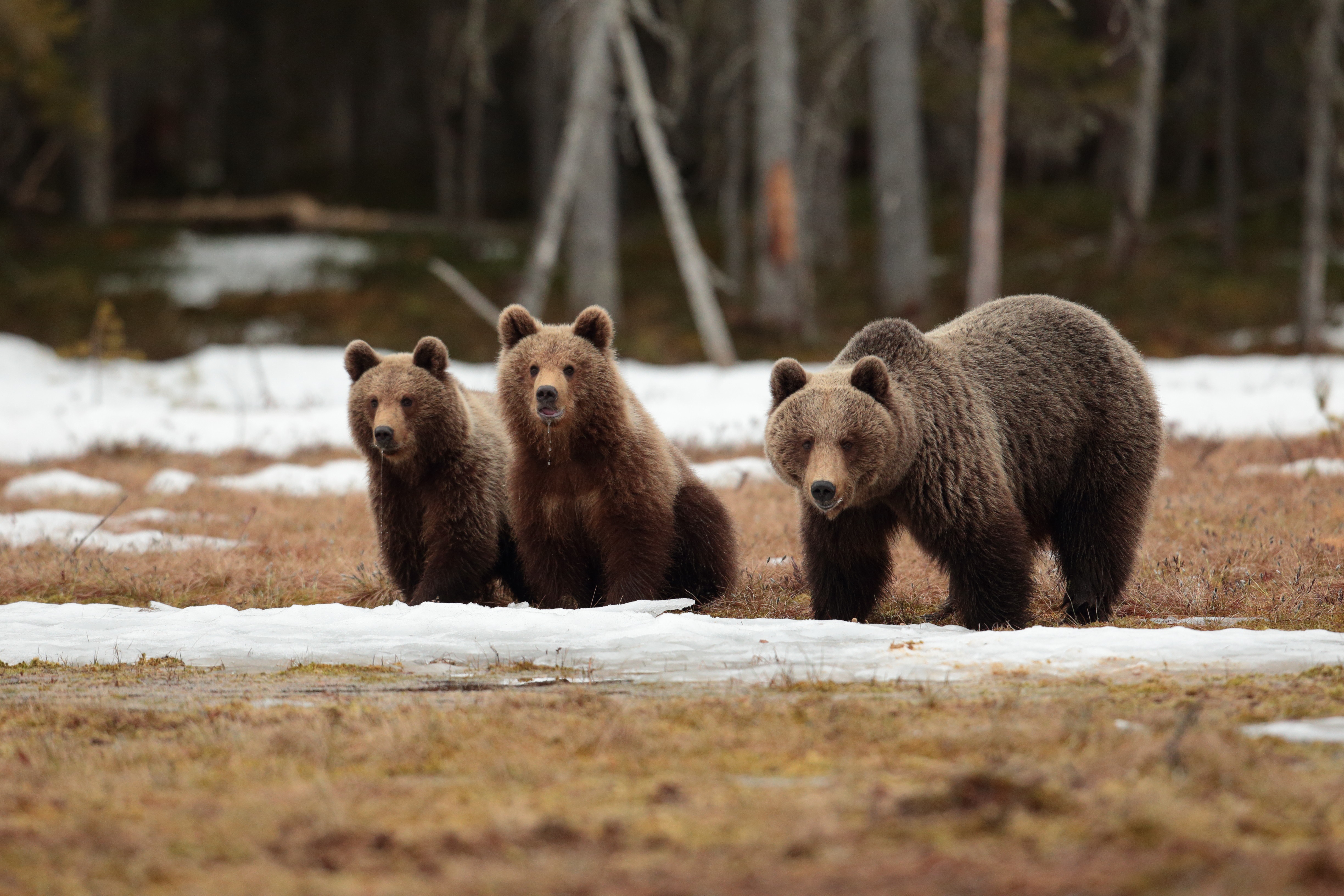 Three brown bears in a forest clearing HD Wallpaper