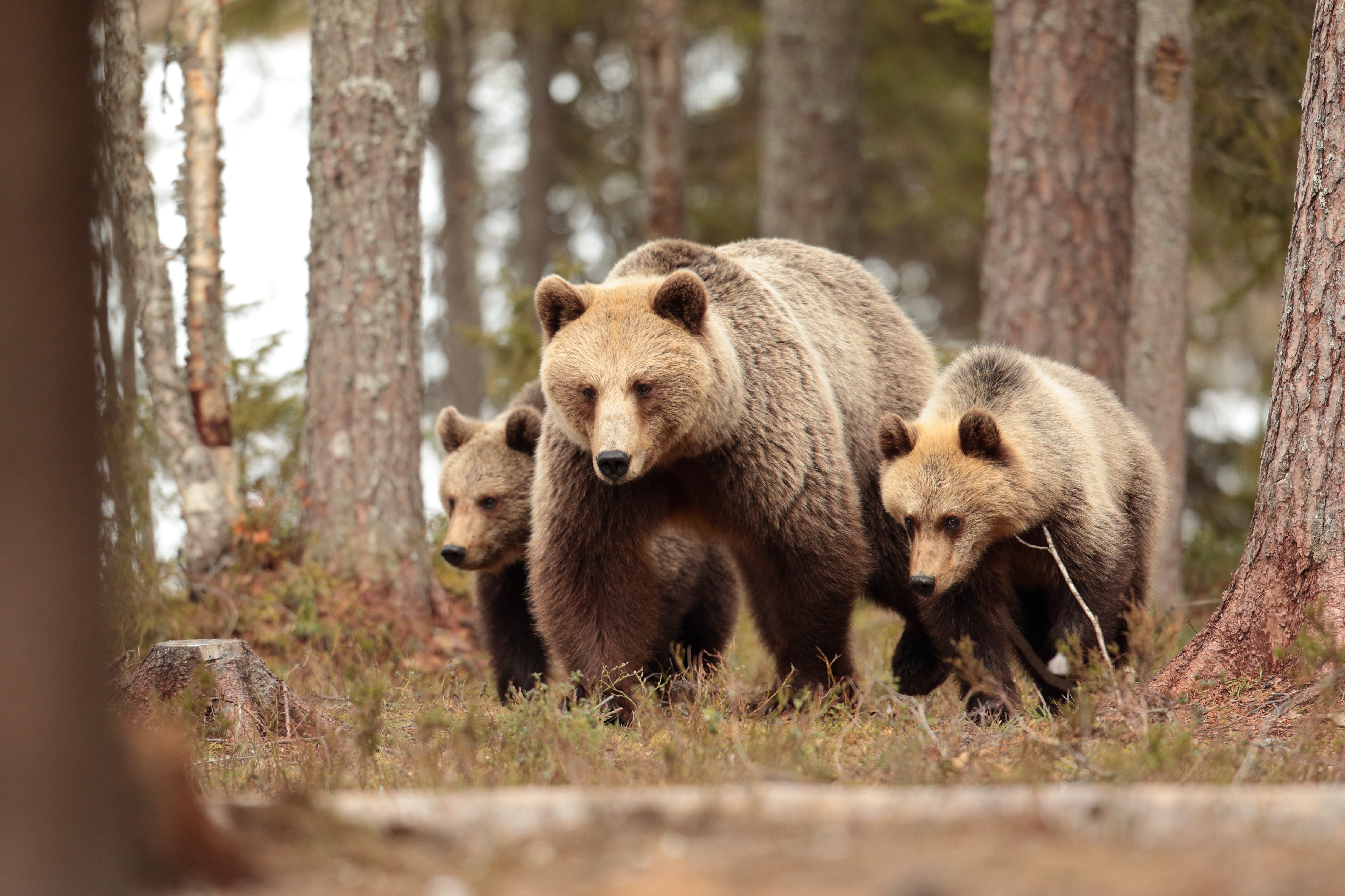 Mother Bear and Cubs in Forest HD Wallpaper