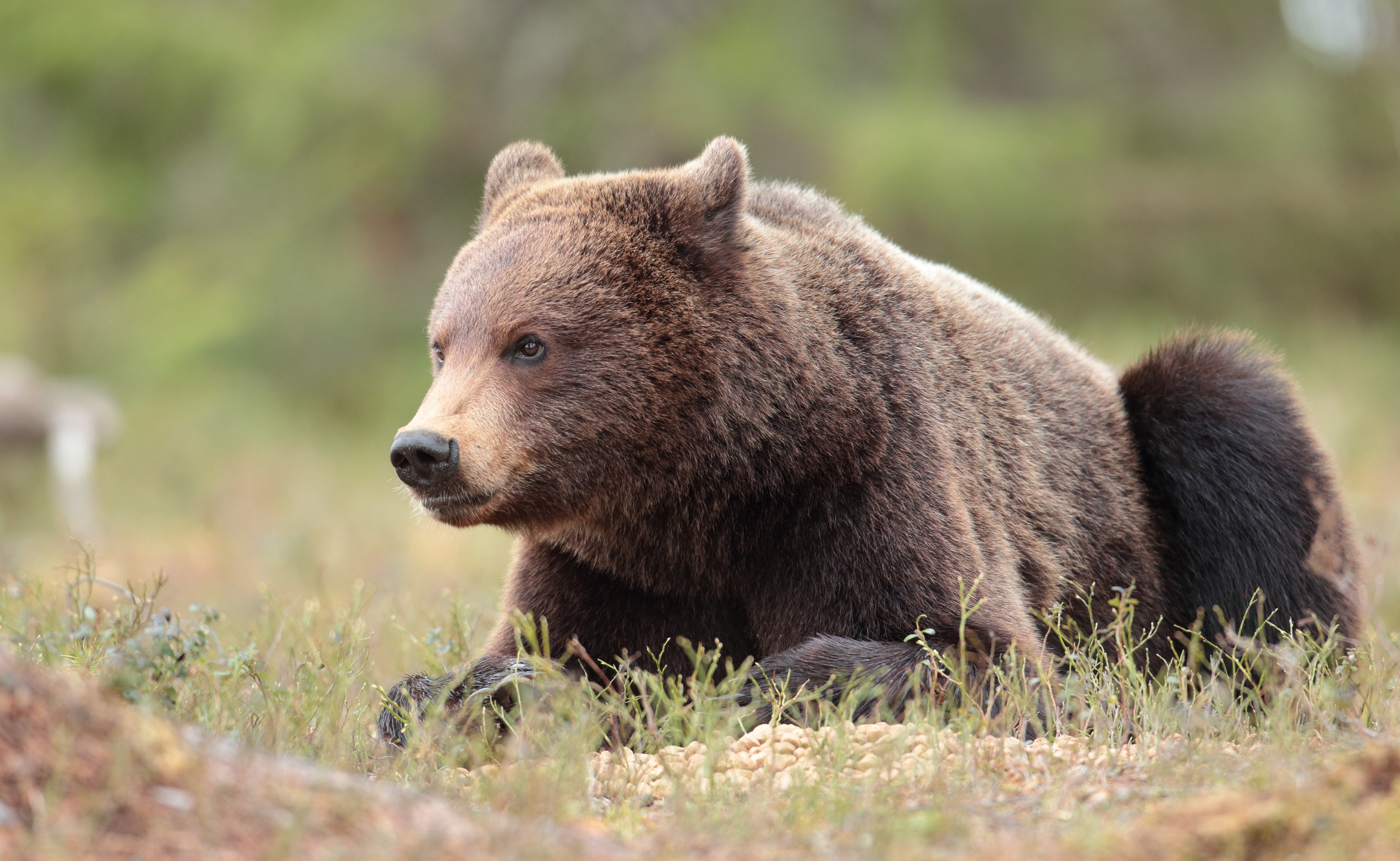Brown bear lying in grass HD Wallpaper