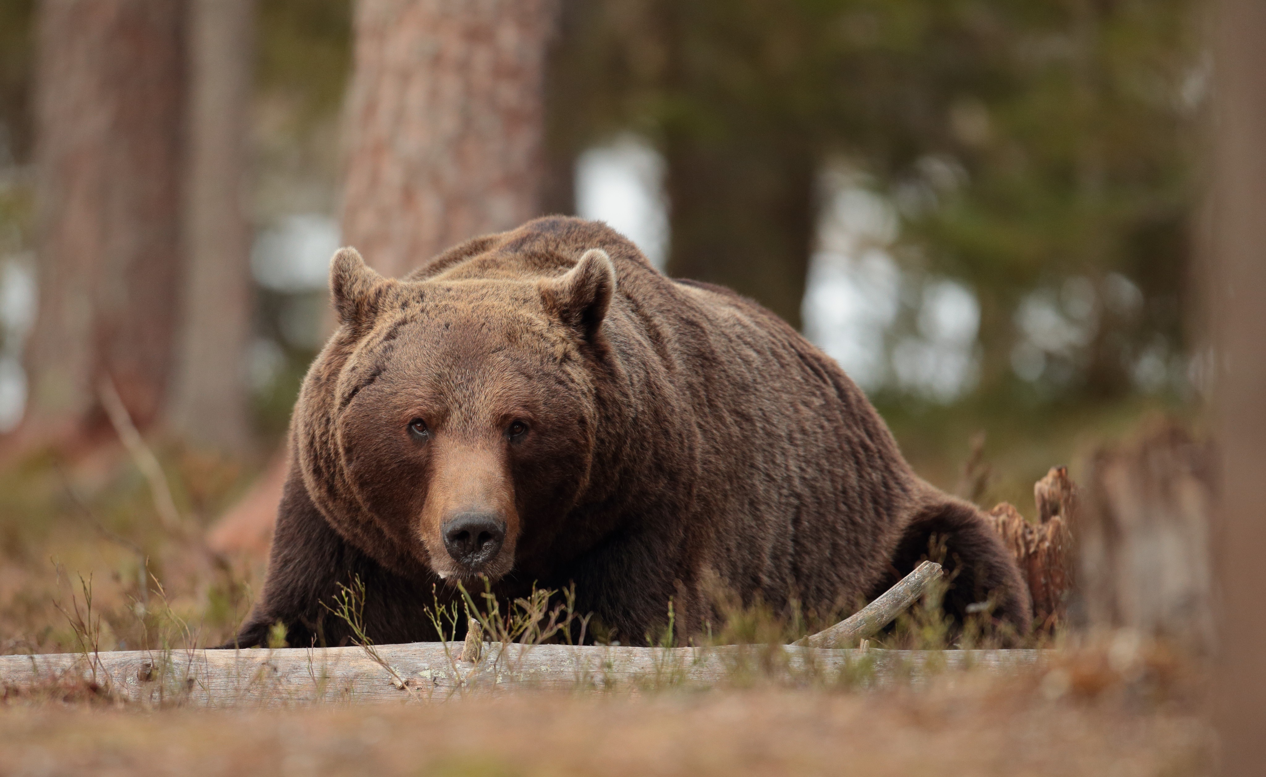 Brown bear lying down in a forest HD Wallpaper