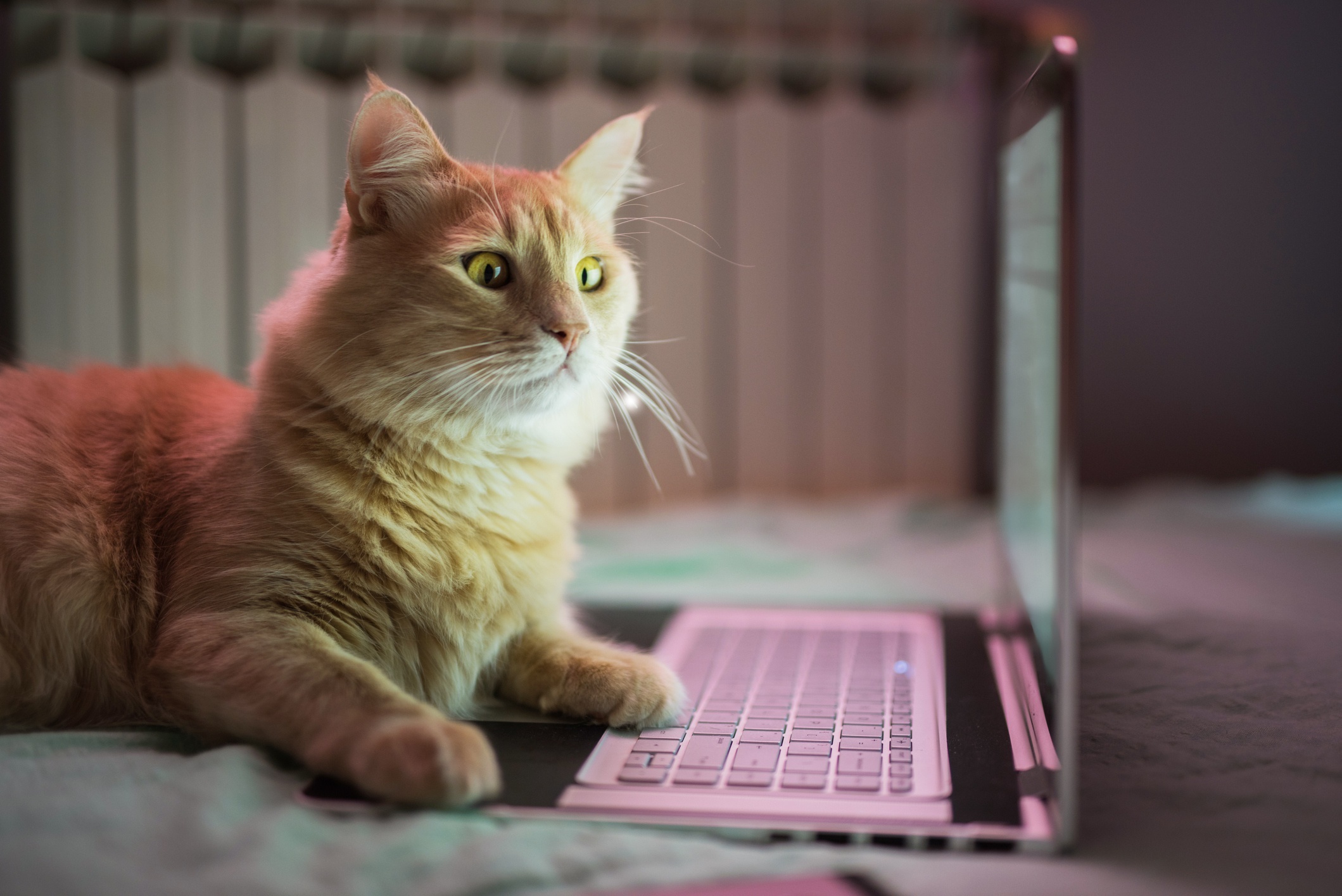 Orange cat lying on a laptop HD Wallpaper
