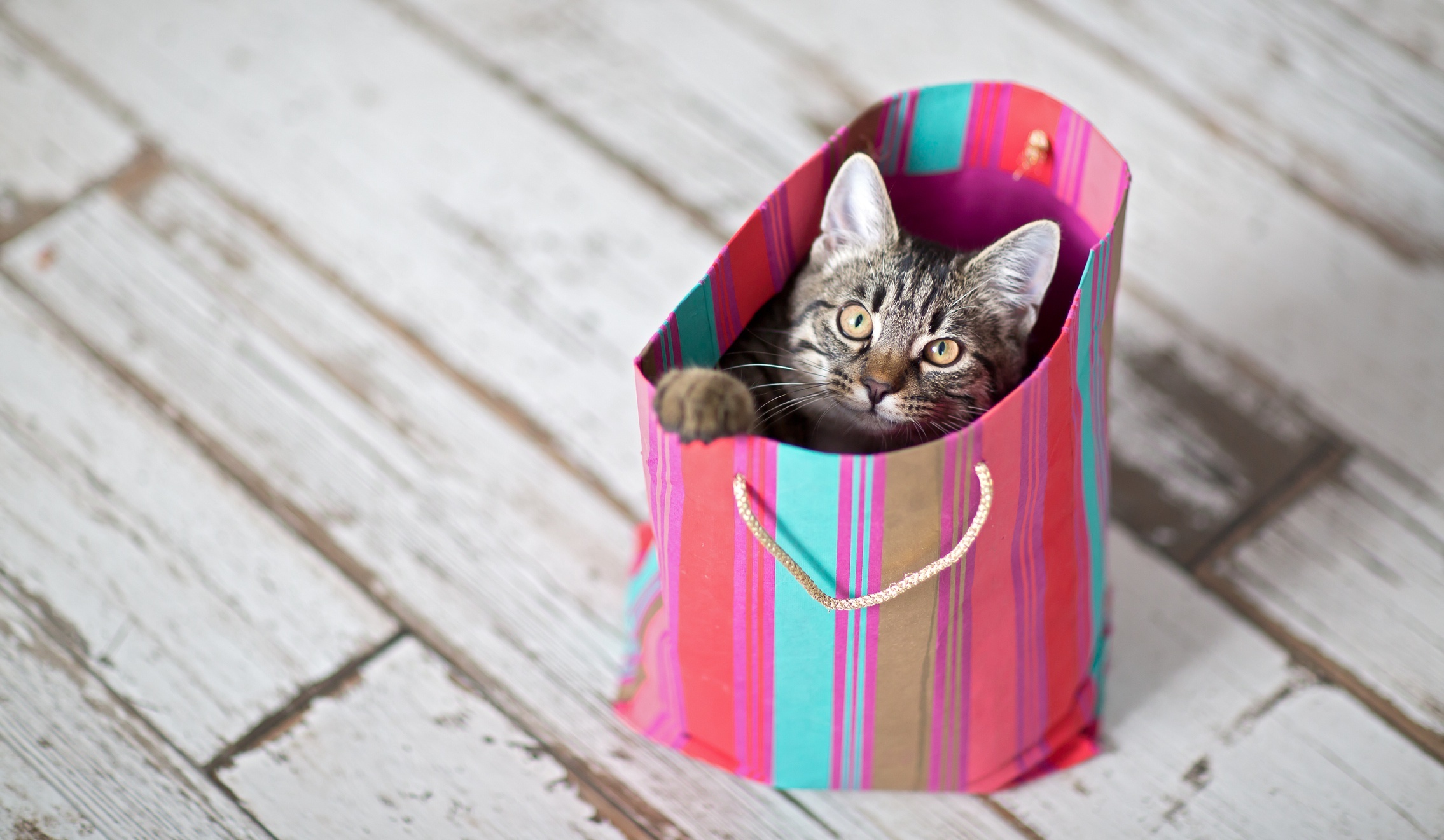 Tabby kitten peeking out of a colorful gift bag HD Wallpaper