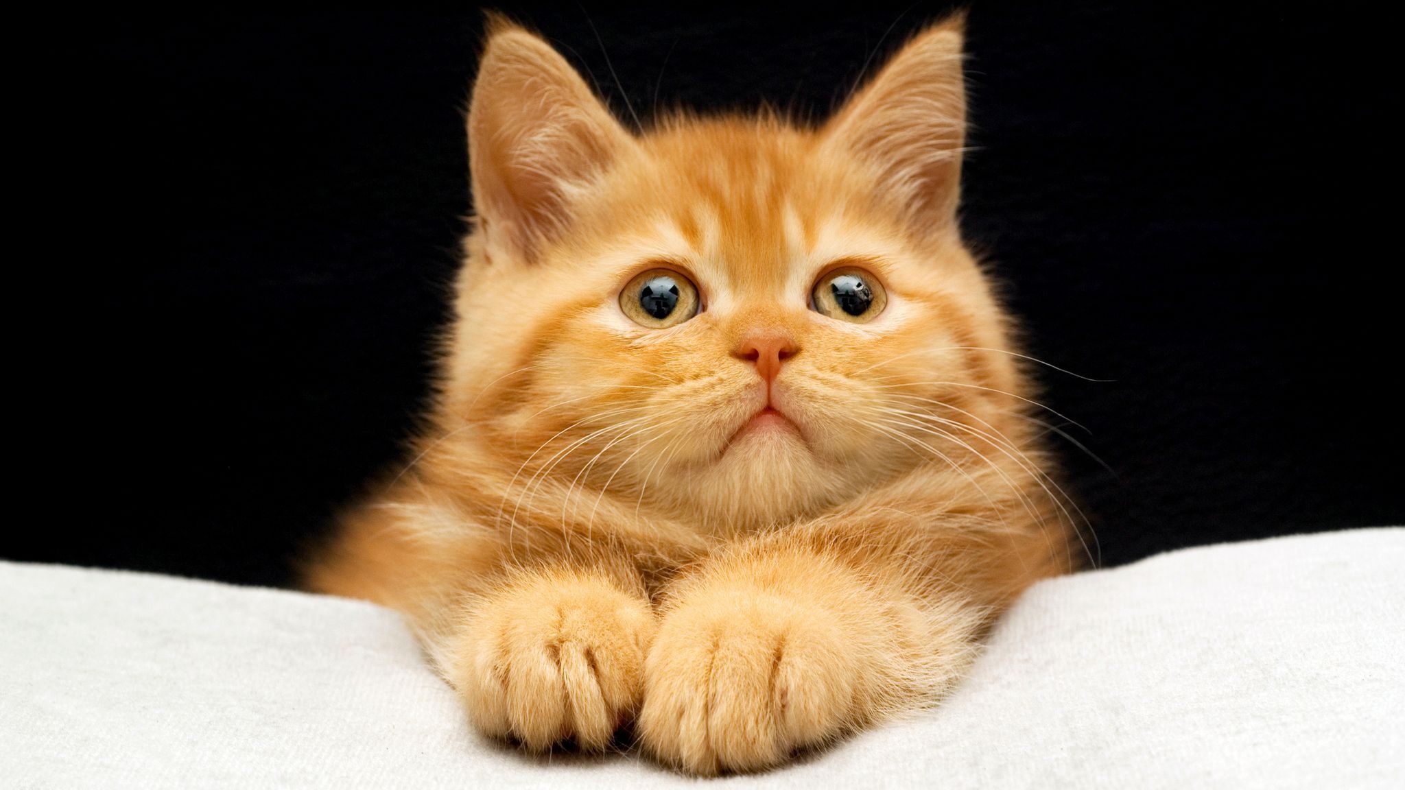 Orange tabby kitten with big eyes HD Wallpaper