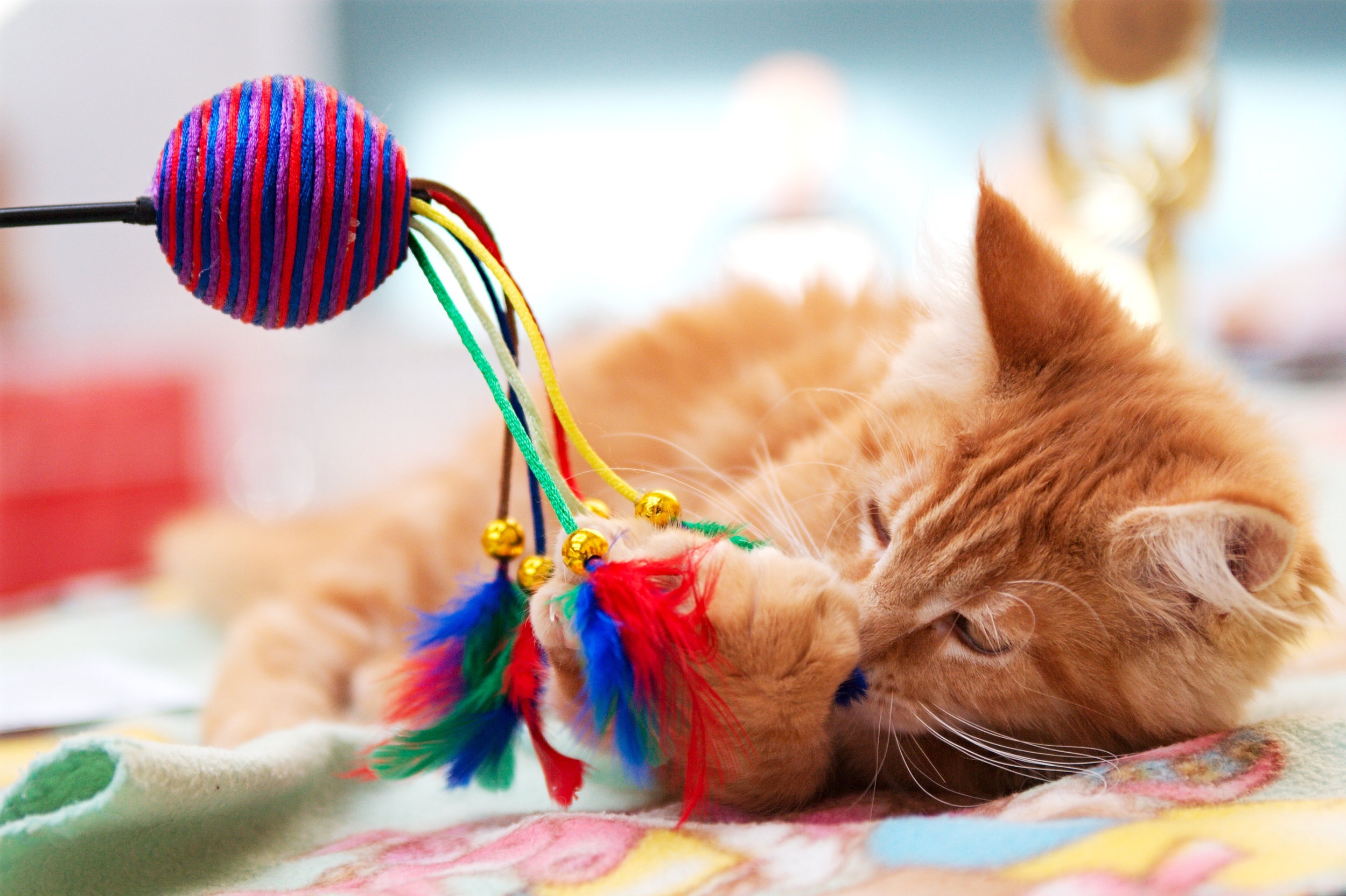 Orange kitten playing with a colorful toy HD Wallpaper