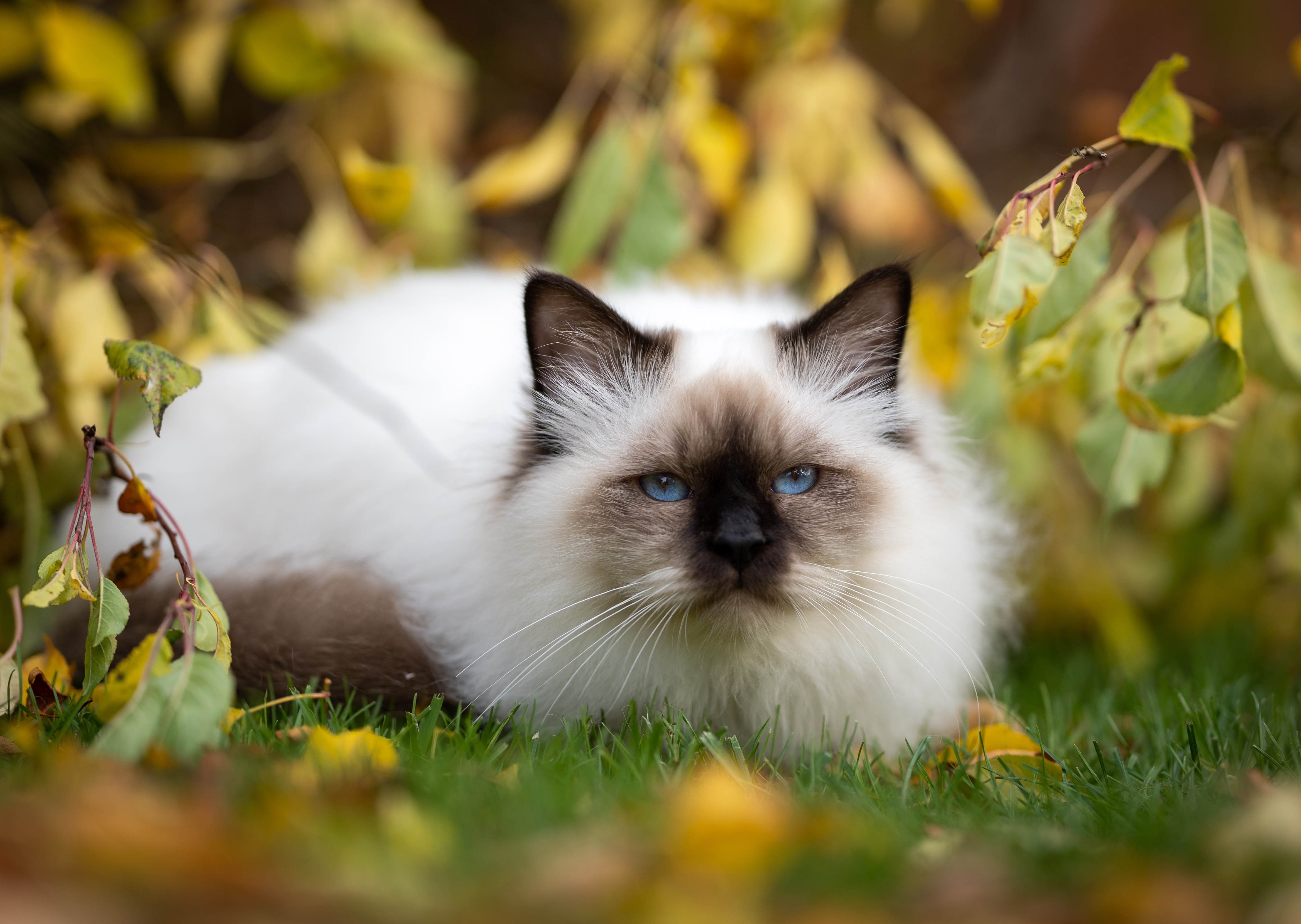 Birman cat with blue eyes in autumn leaves HD Wallpaper