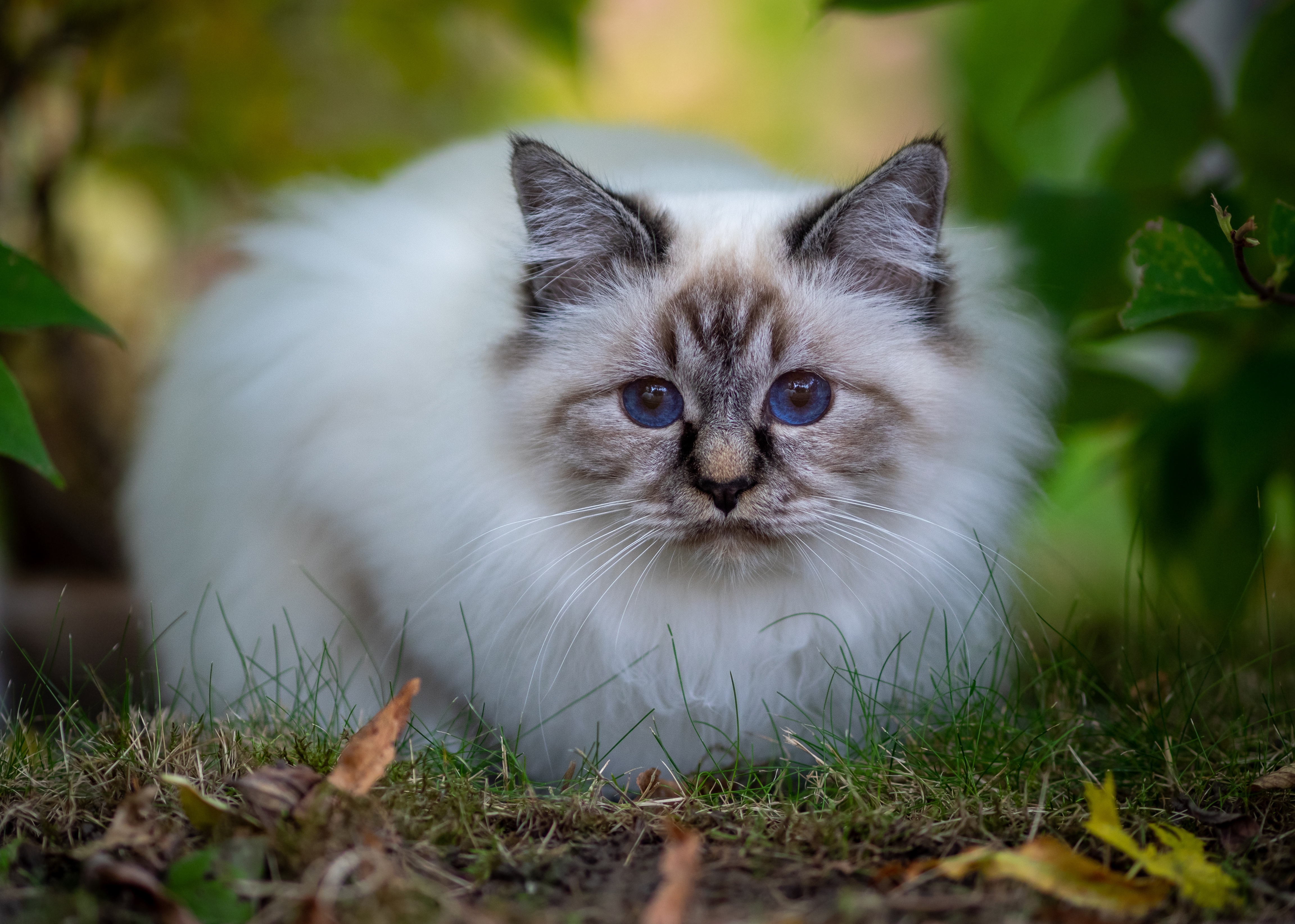 Birman Cat with Blue Eyes in Nature HD Wallpaper