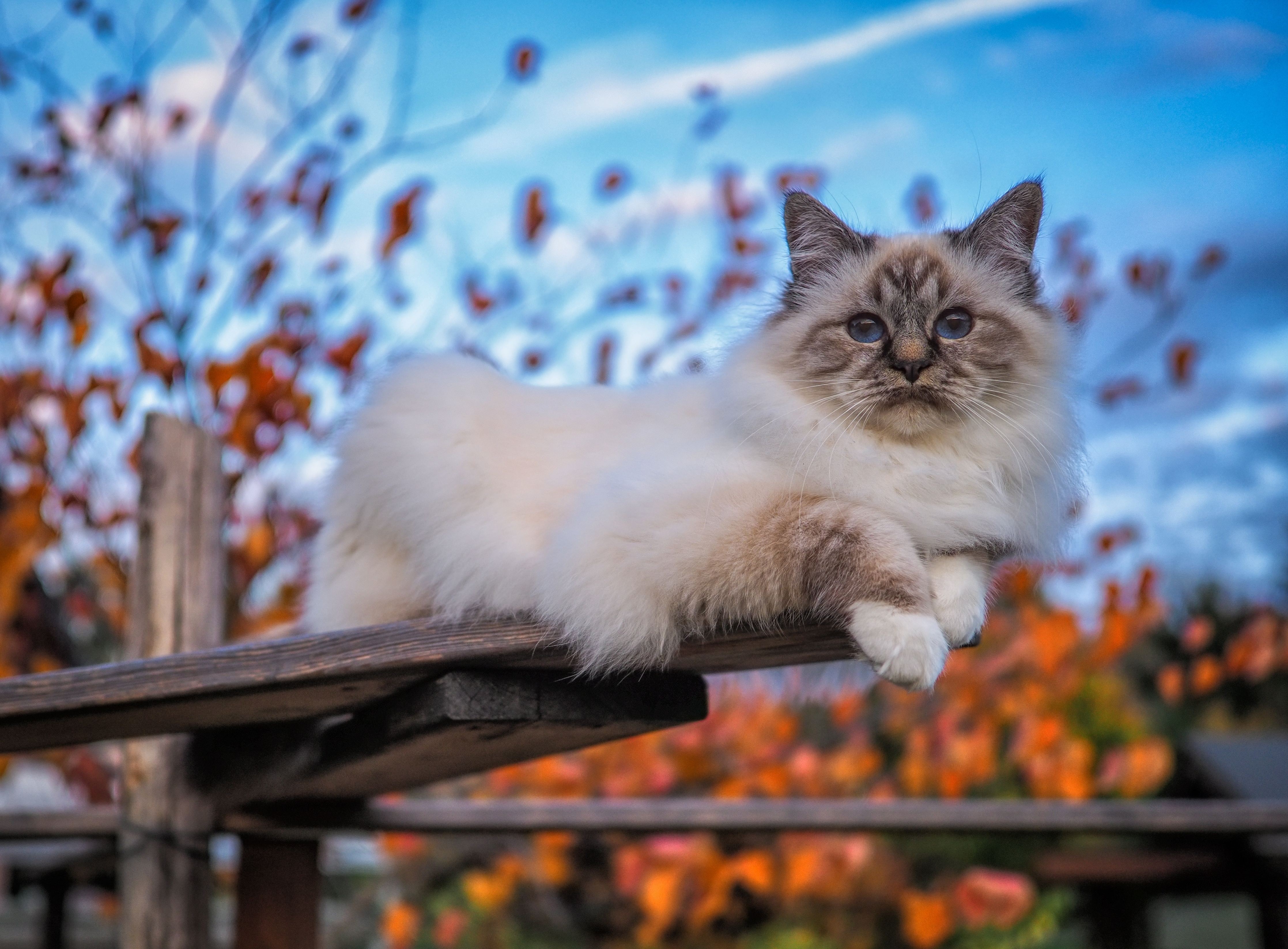 Birman cat lying on a wooden structure HD Wallpaper