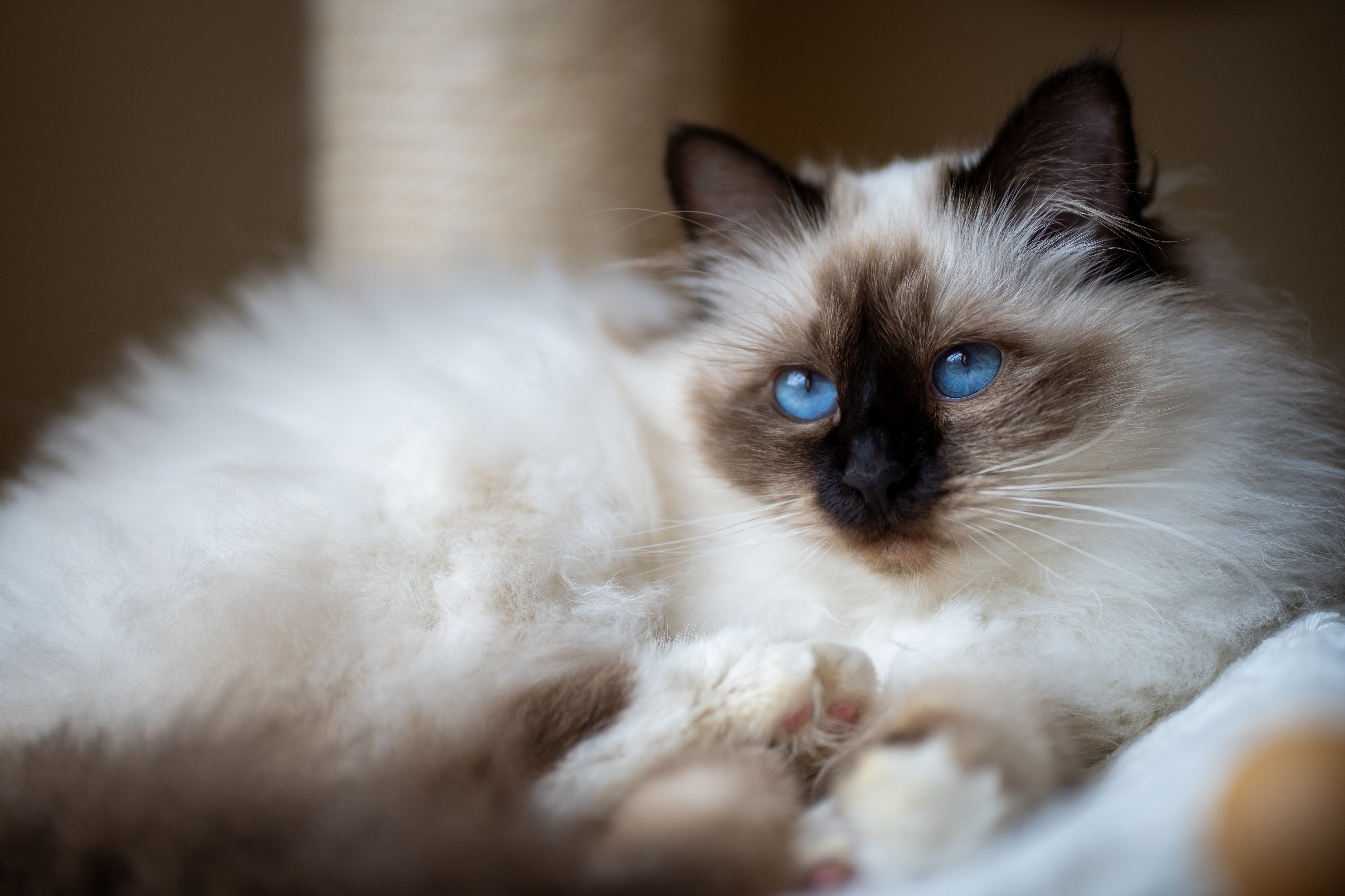 Birman Cat with Blue Eyes 4K HD Wallpaper