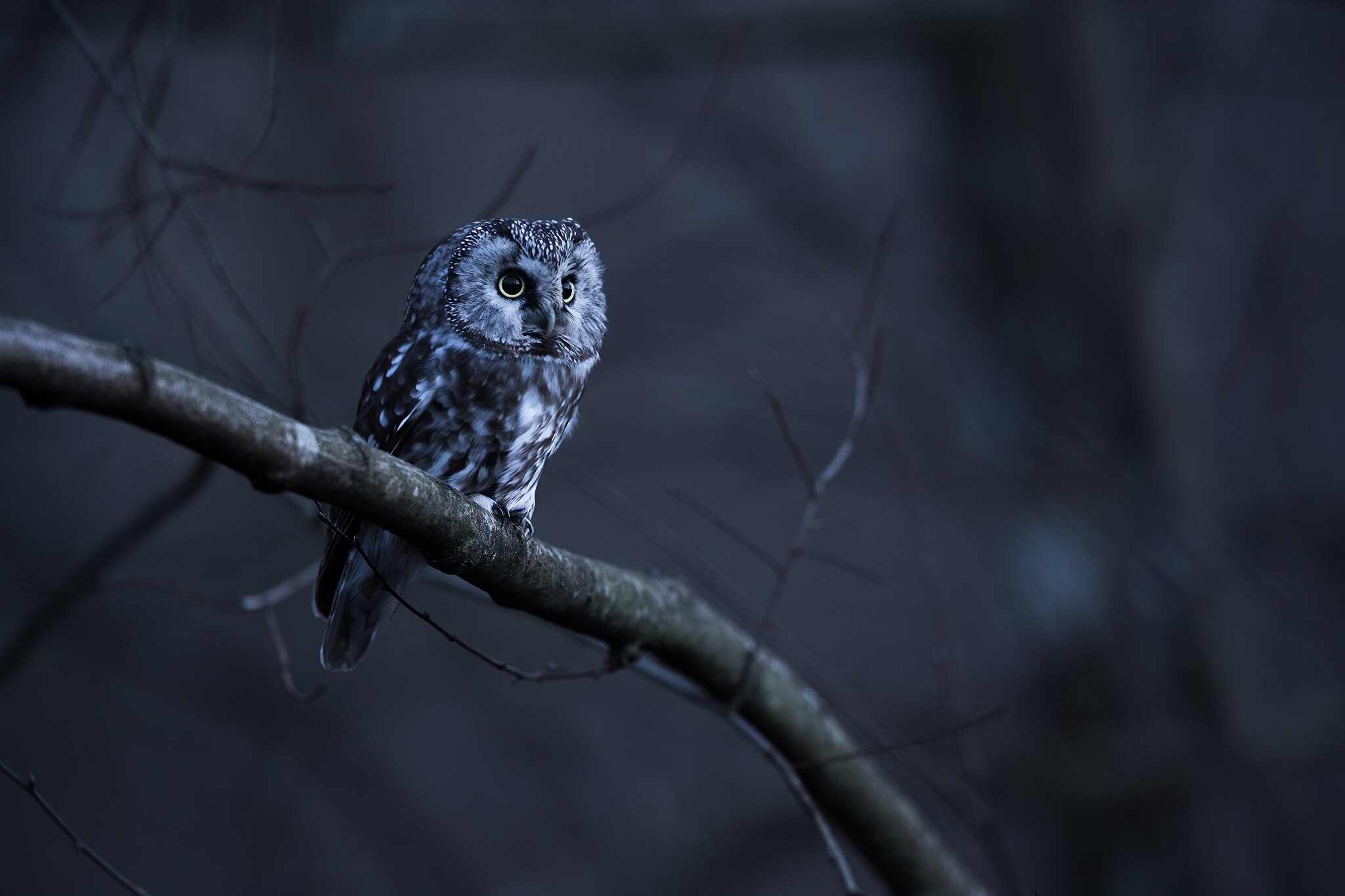 Boreal owl perched on a branch in the dark HD Wallpaper