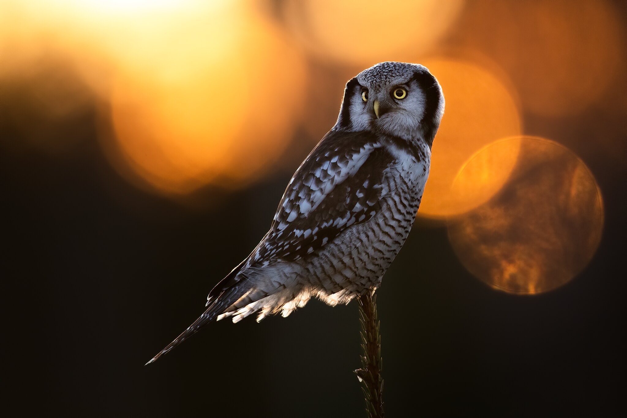 Northern Hawk Owl perched on a branch at sunset HD Wallpaper