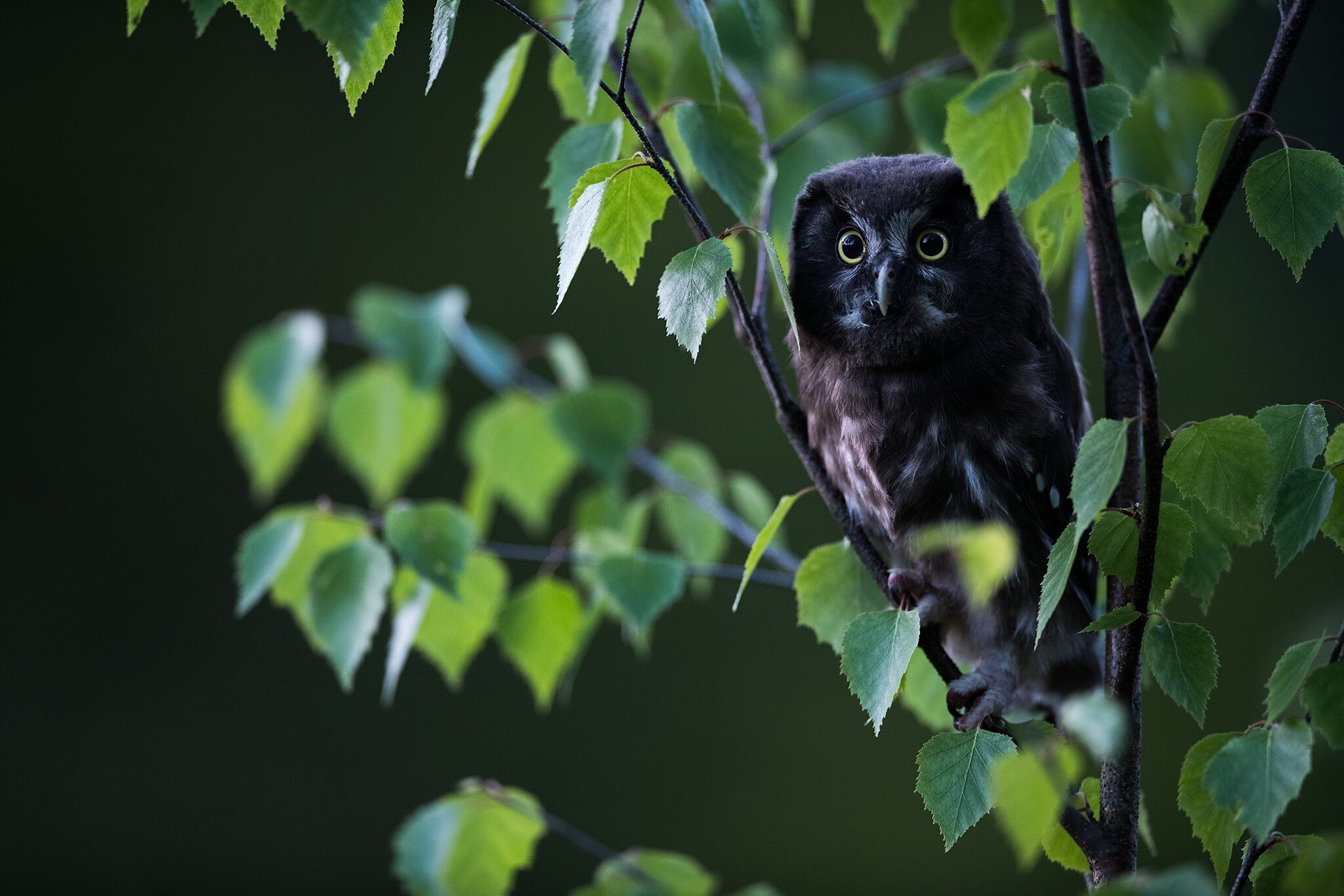 A small owl perched on a tree branch HD Wallpaper
