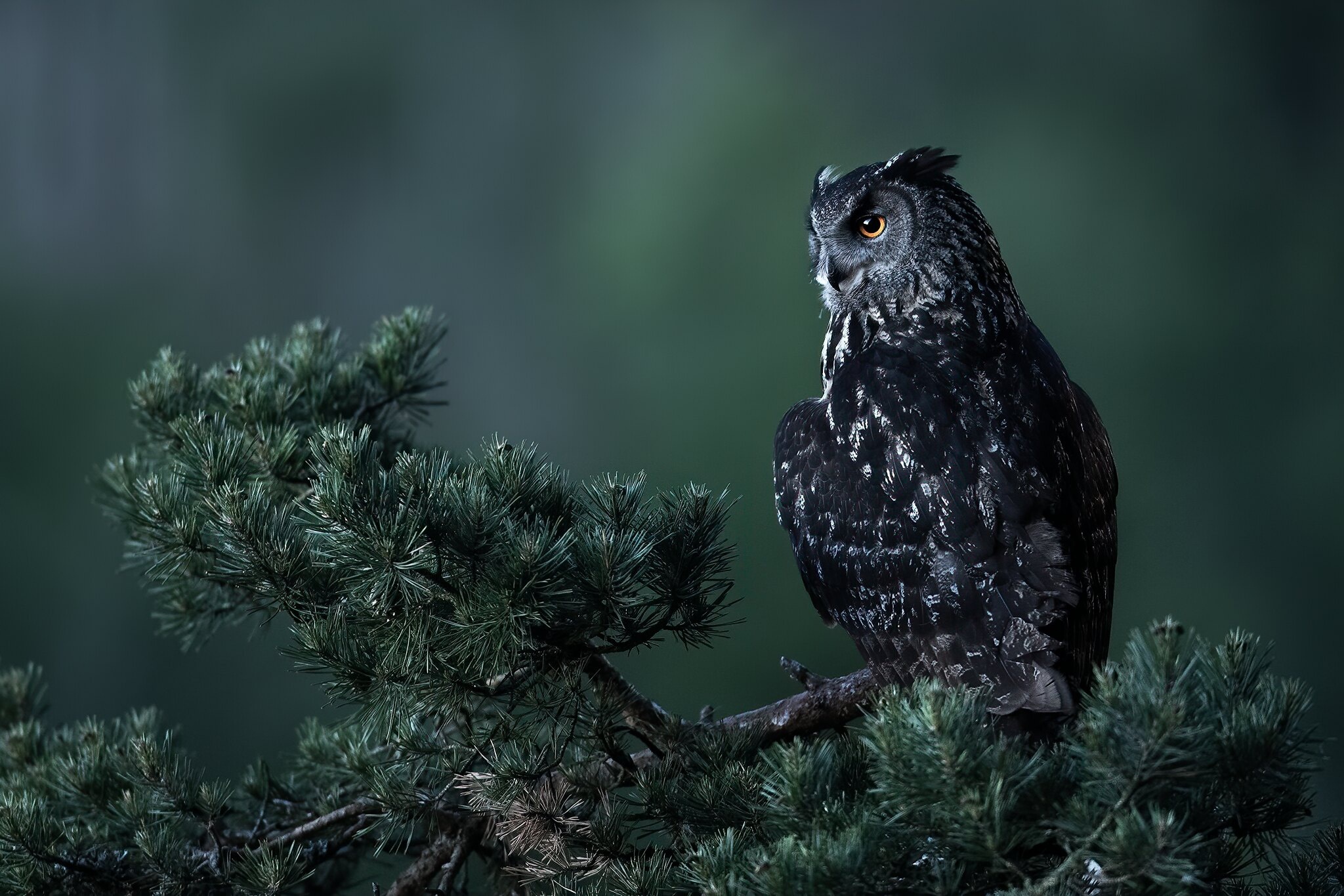 Eurasian Eagle-Owl perched on a pine tree branch HD Wallpaper