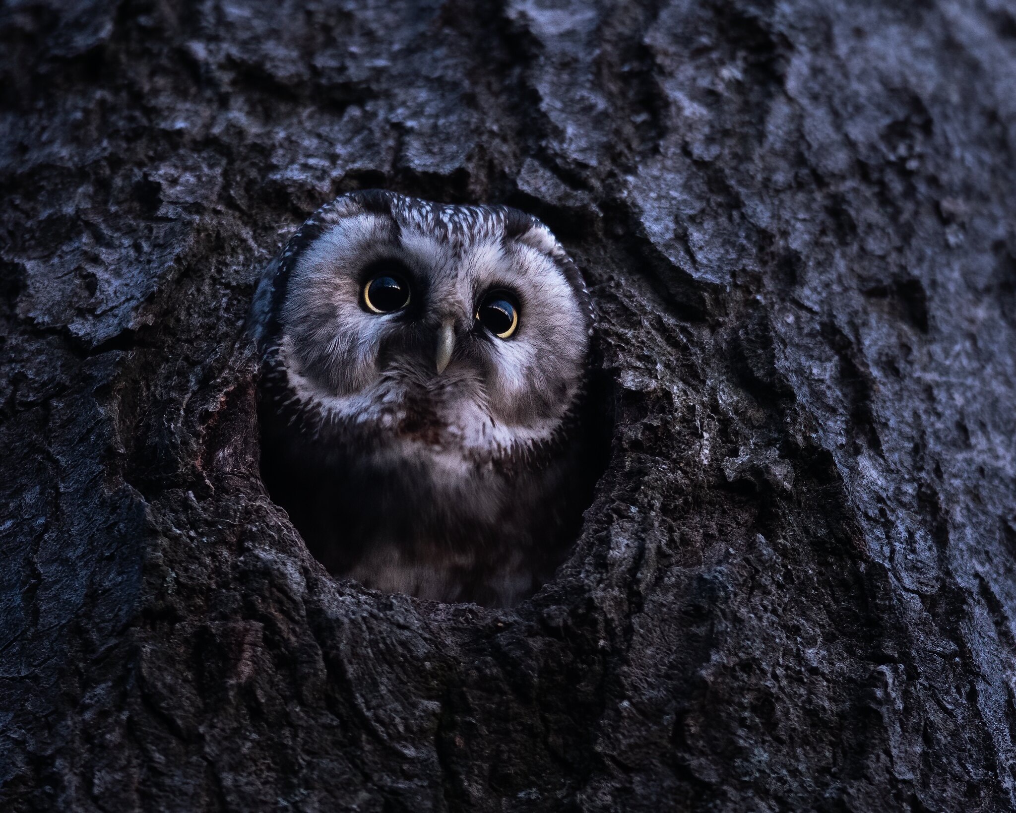 Boreal owl peeking from a tree hollow HD Wallpaper