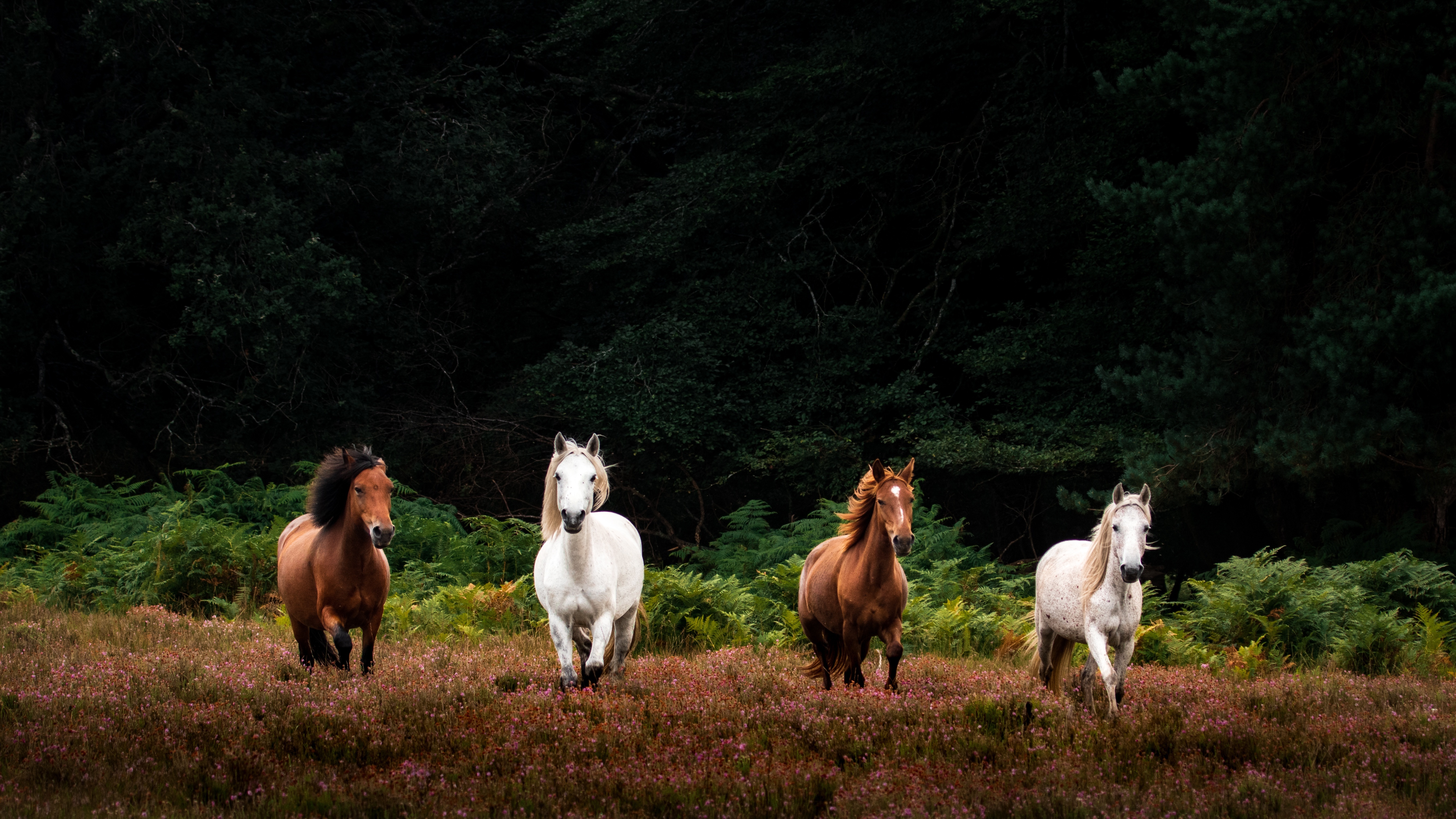Four horses running in a field with trees HD Wallpaper