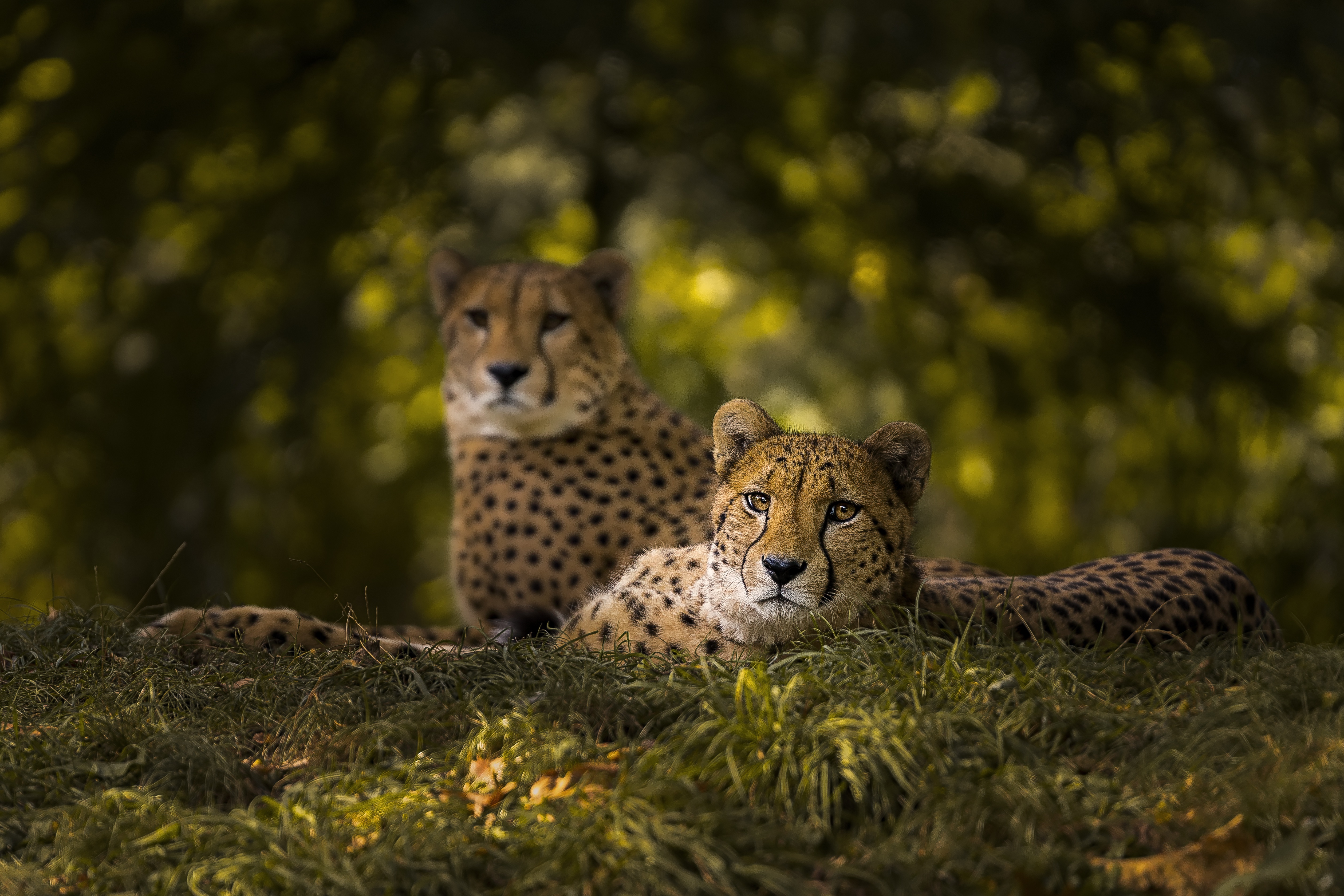 Two Cheetahs in a Grassy Area HD Wallpaper