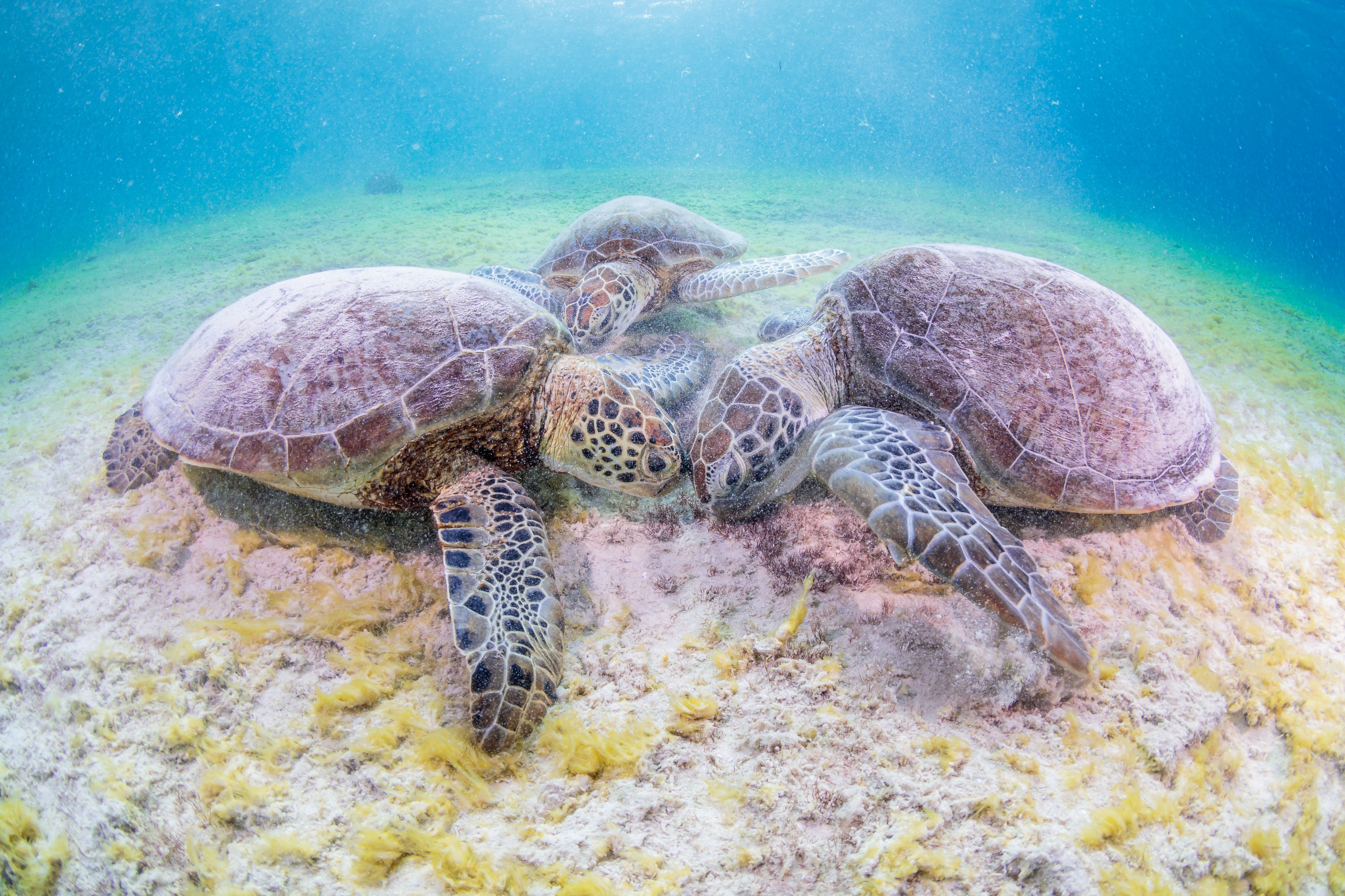 Four Sea Turtles on the Ocean Floor HD Wallpaper